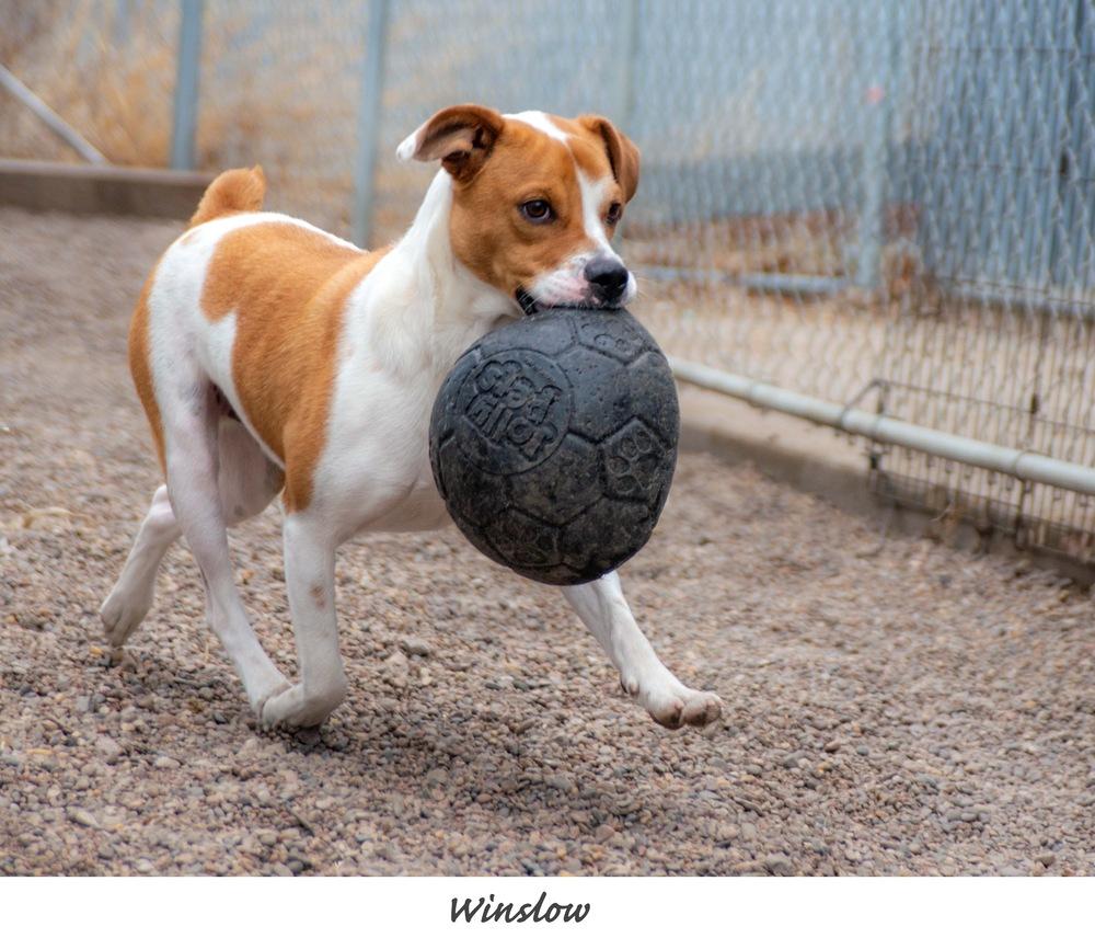 Enlarge AC Winslow, a Adoptable mixed breed in Fremont, NE image 2/5