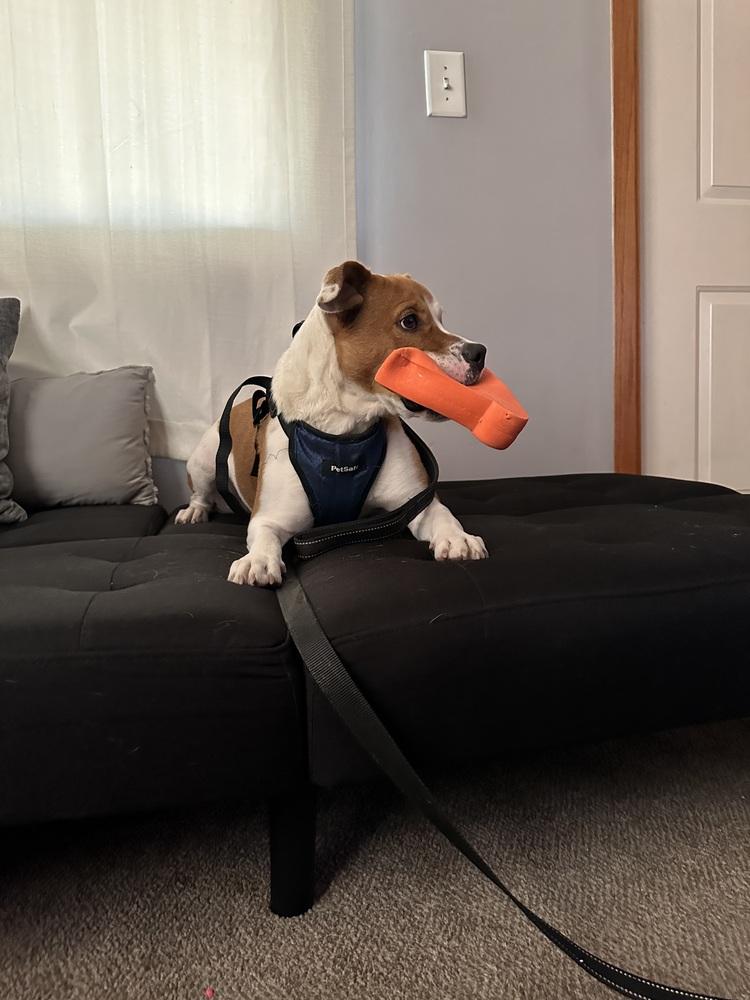 Enlarge AC Winslow, a Adoptable mixed breed in Fremont, NE image 1/2