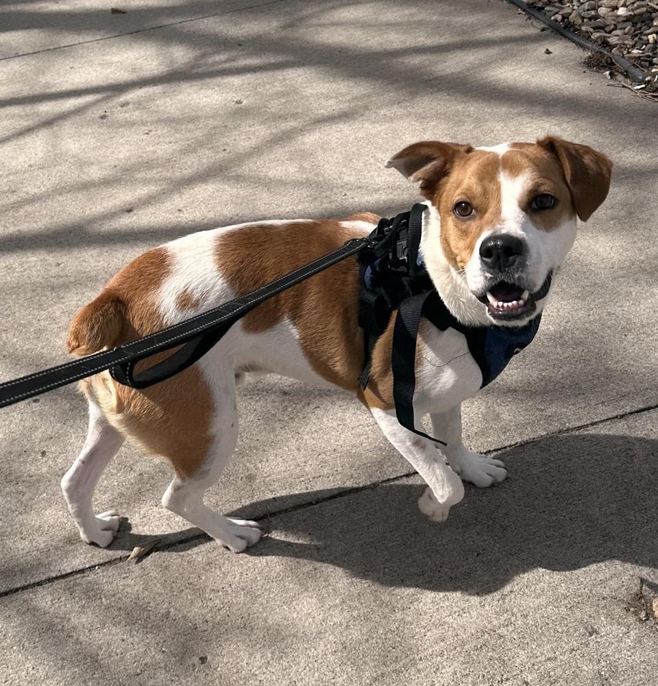 Enlarge AC Winslow, a Adoptable mixed breed in Fremont, NE image 2/2