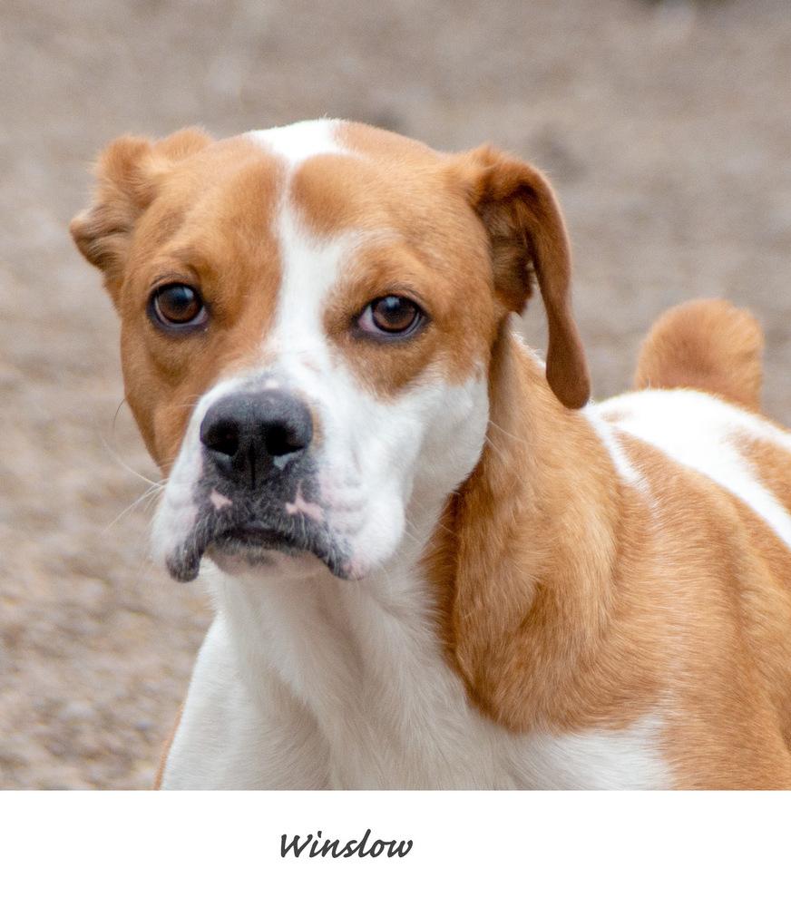 Enlarge AC Winslow, a Adoptable mixed breed in Fremont, NE image 5/5