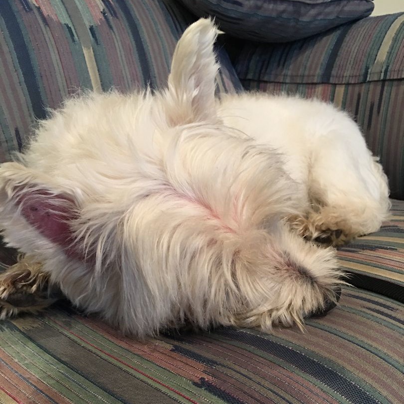Mr Buddy, a Adopted West Highland White Terrier / Westie in Dunn Loring, VA image 1/2