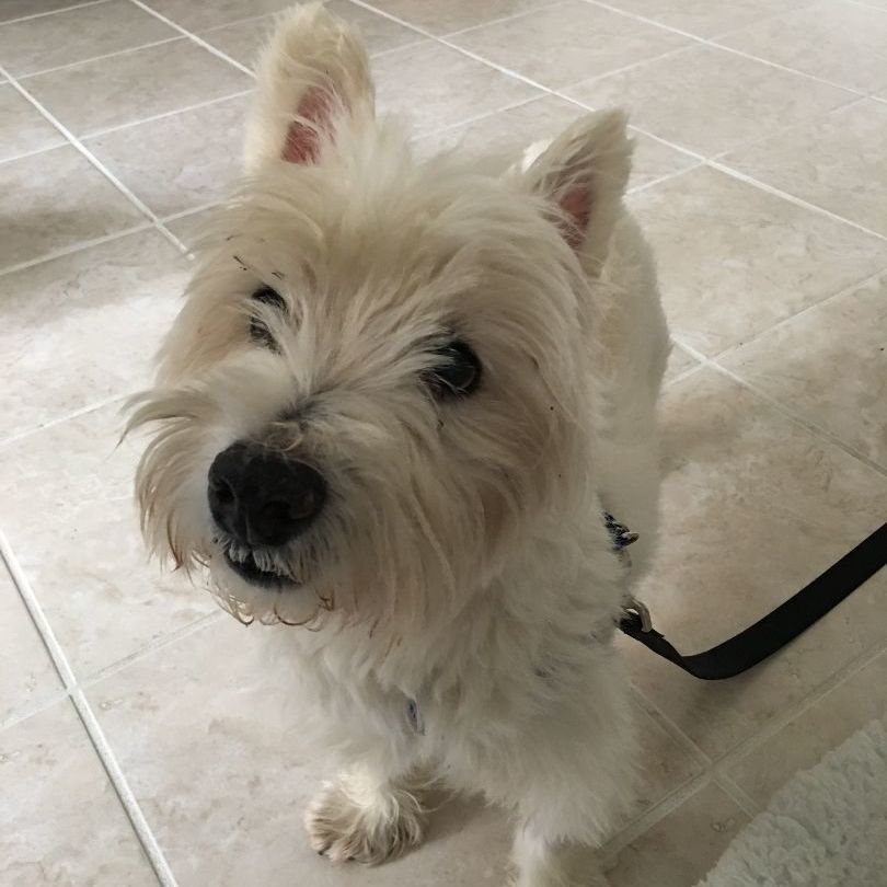 Mr Buddy, a Adopted West Highland White Terrier / Westie in Dunn Loring, VA image 2/2