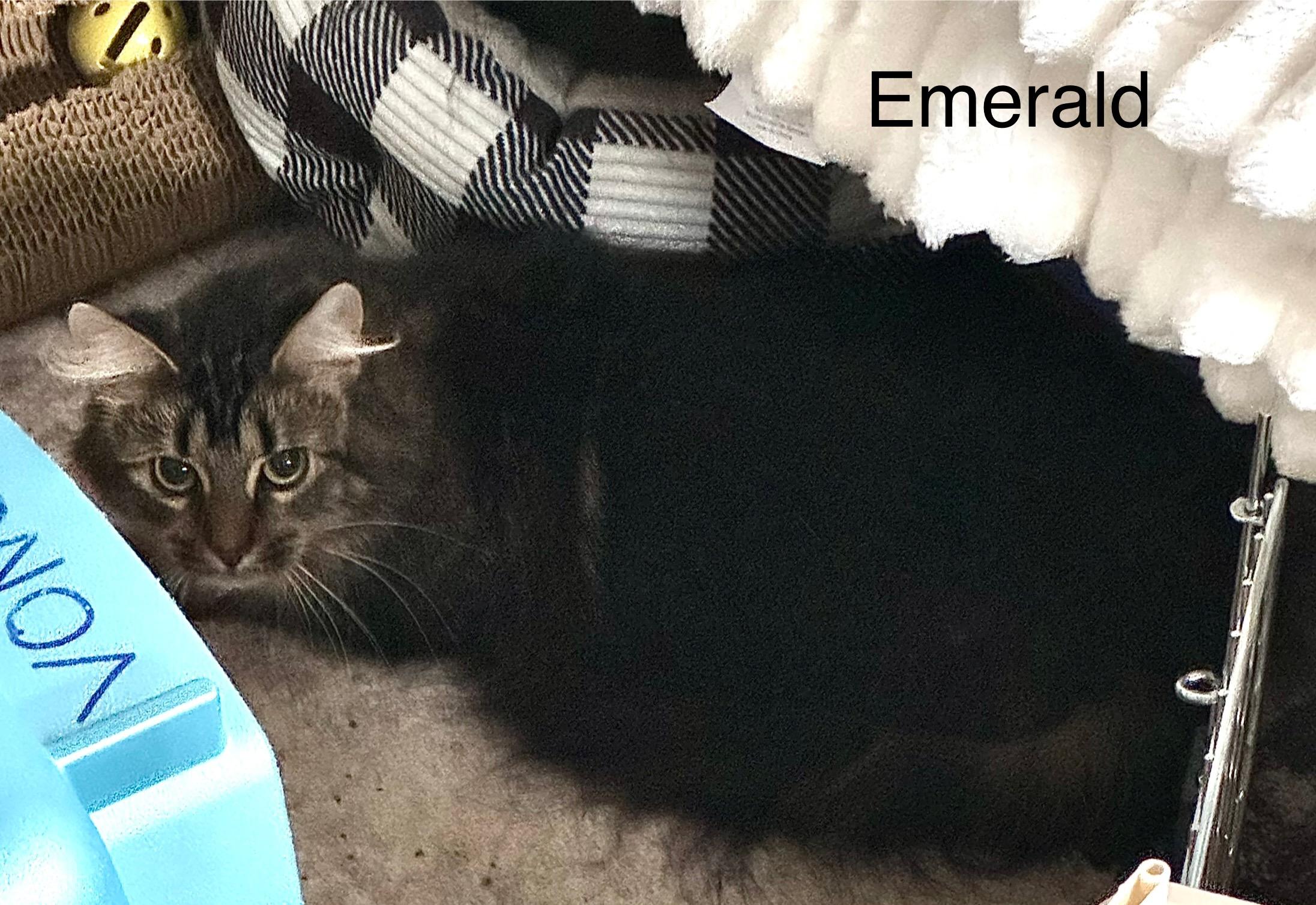 Enlarge Emerald (bonded with Diamond), an adoptable Domestic Medium Hair in Harwinton, CT image 3/3