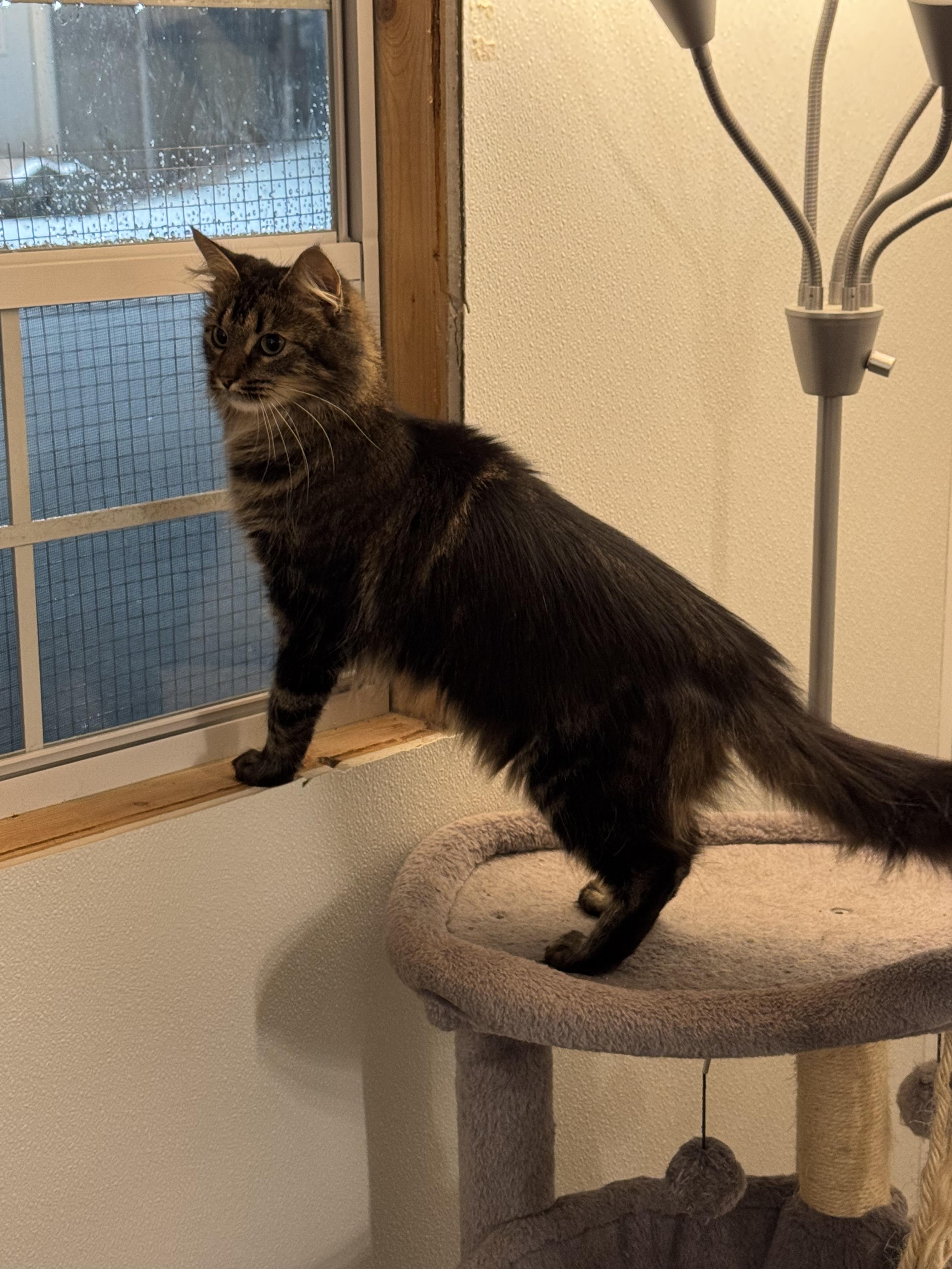 Emerald (bonded with Diamond), adoptable, Young Female Domestic Medium Hair.