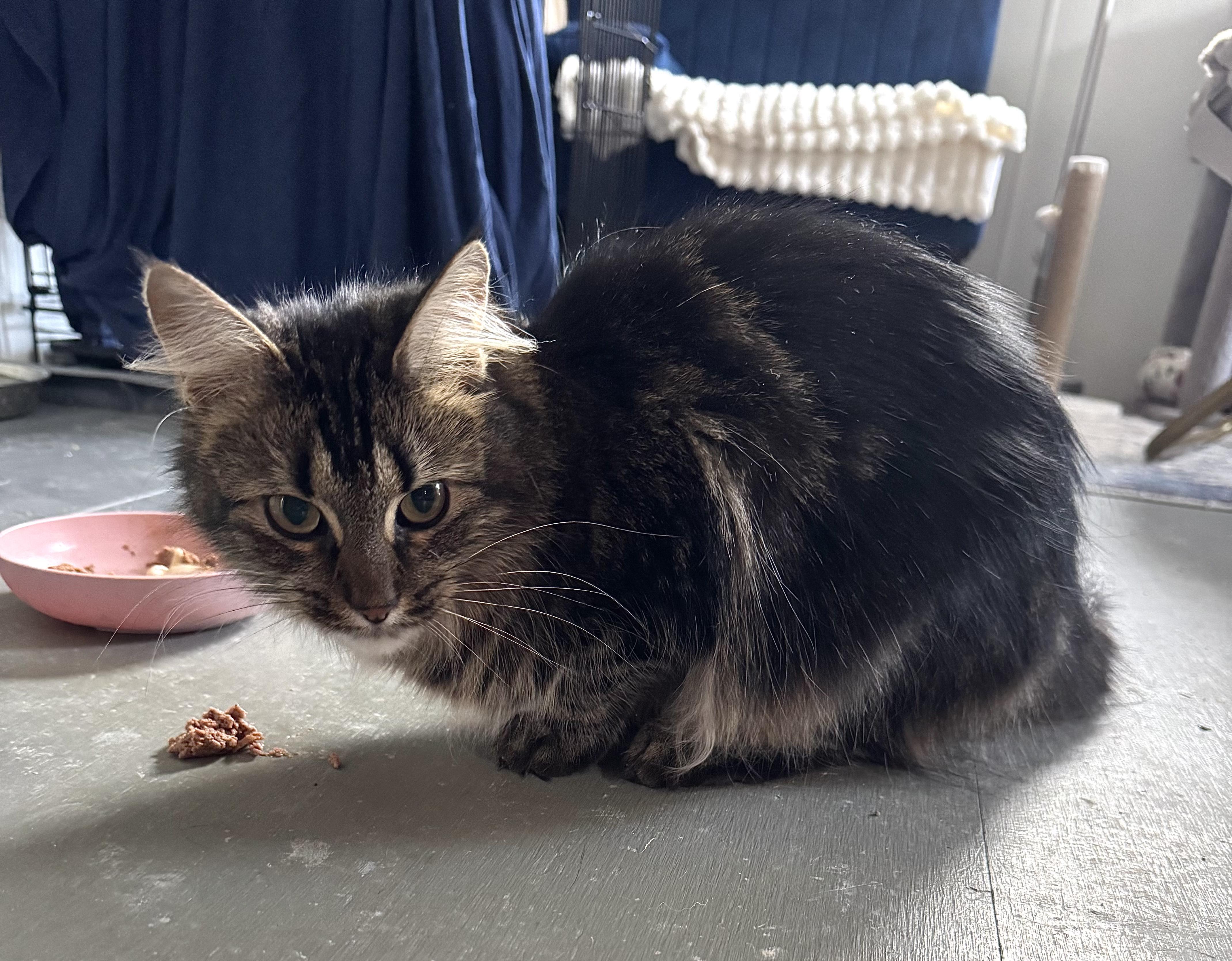 Enlarge Emerald (bonded with Diamond), an adoptable Domestic Medium Hair in Harwinton, CT image 2/3