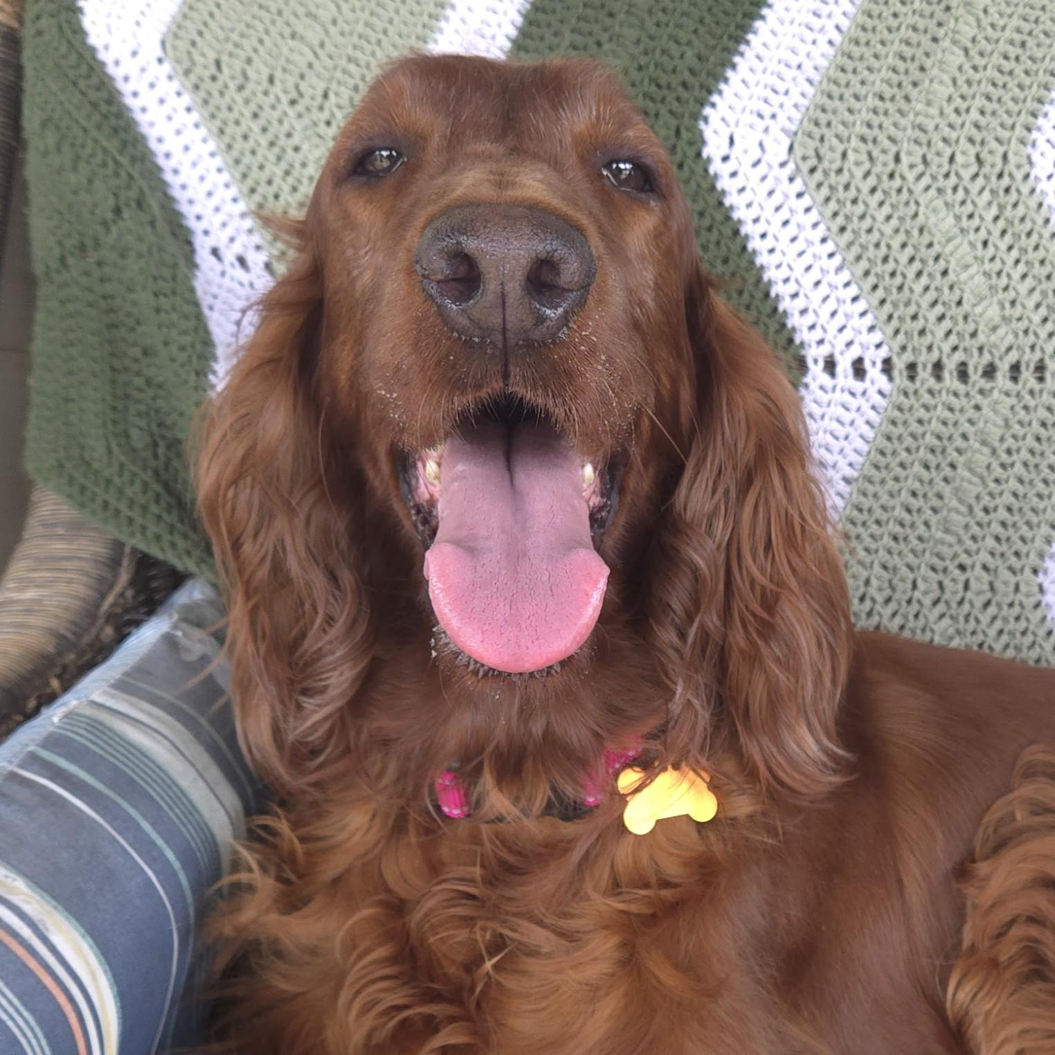 Red, adopted, Adult Female Irish Setter.