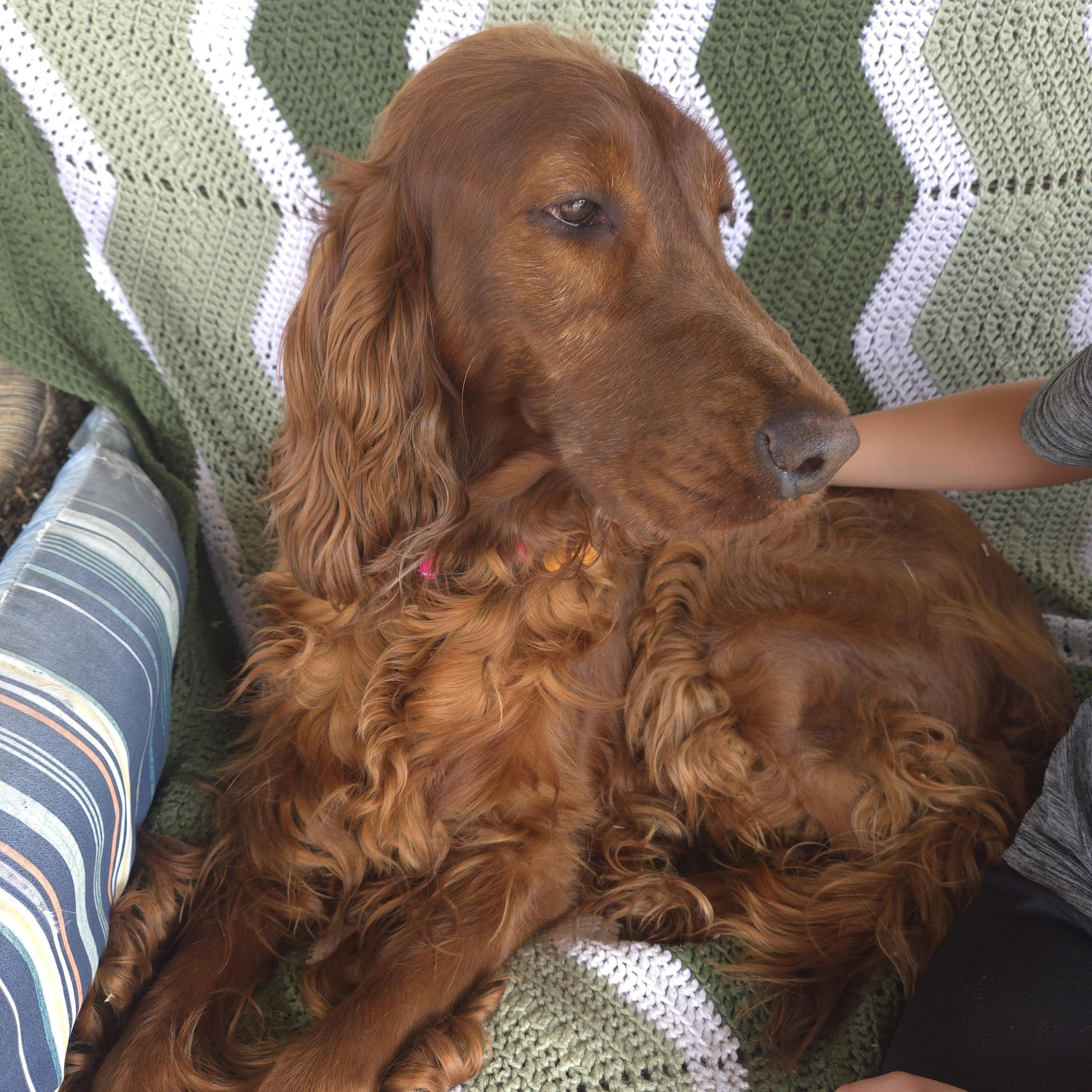 Enlarge Red, an adopted Irish Setter in Normal, IL image 3/5