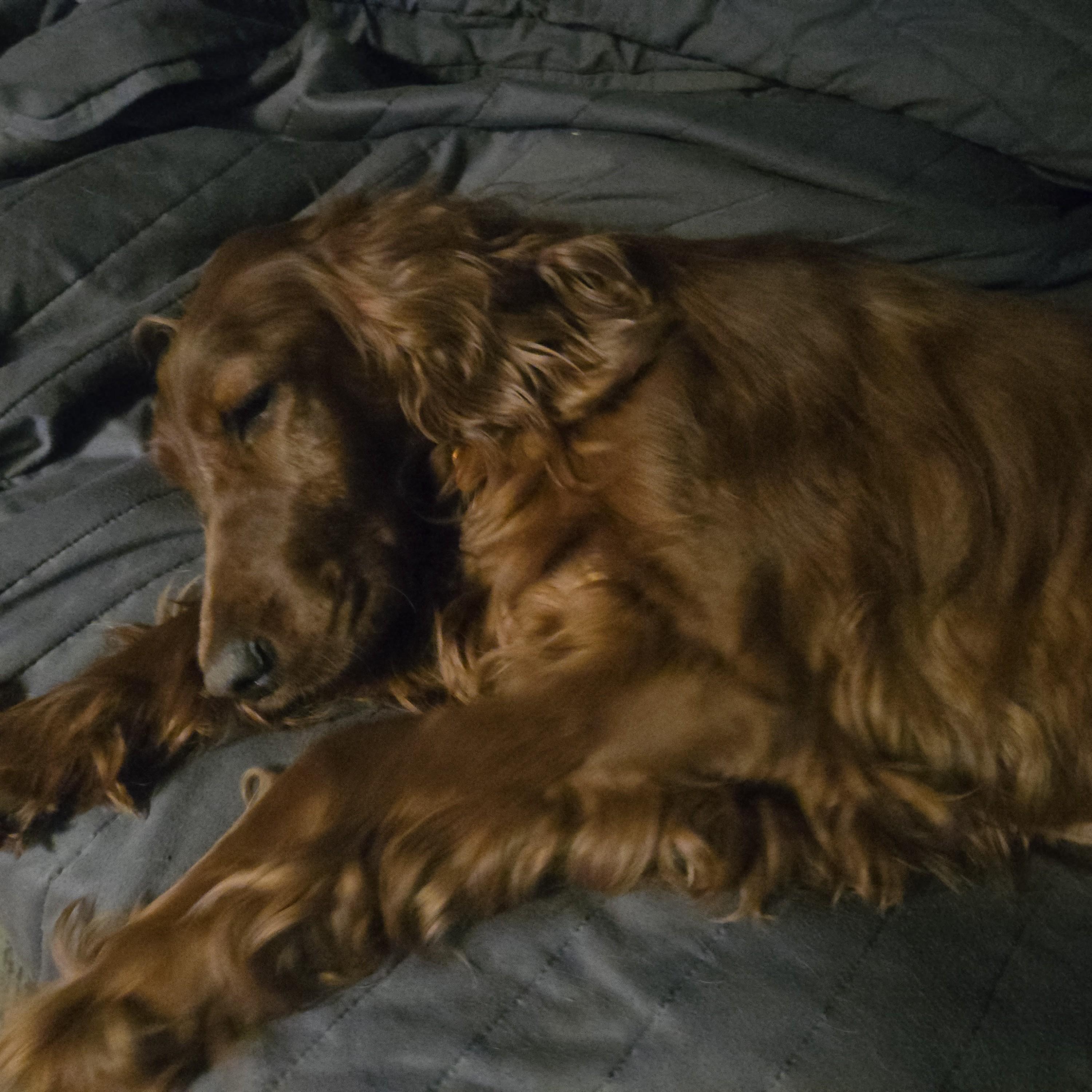 Enlarge Red, an adopted Irish Setter in Normal, IL image 5/5