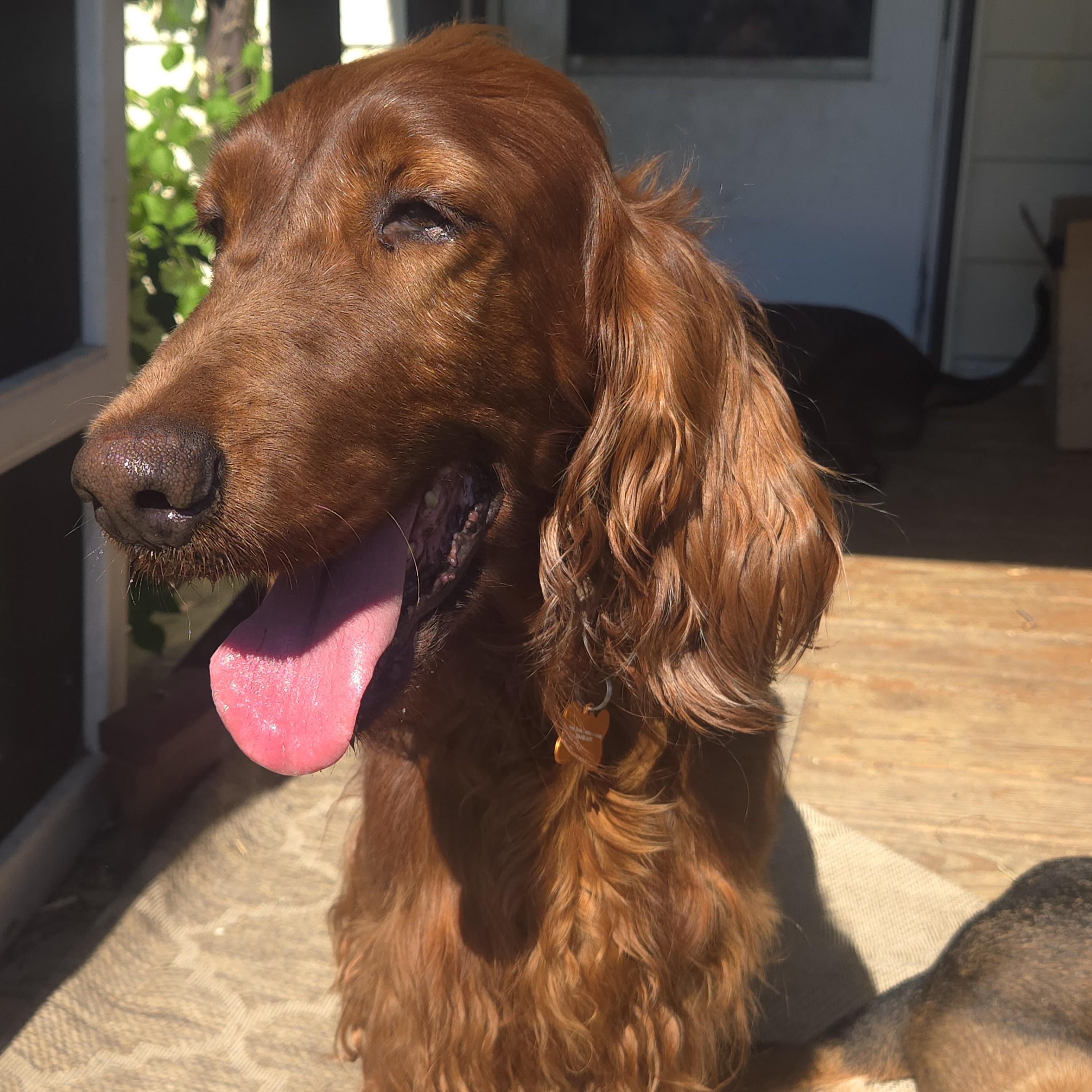 Enlarge Red, an adopted Irish Setter in Normal, IL image 2/5