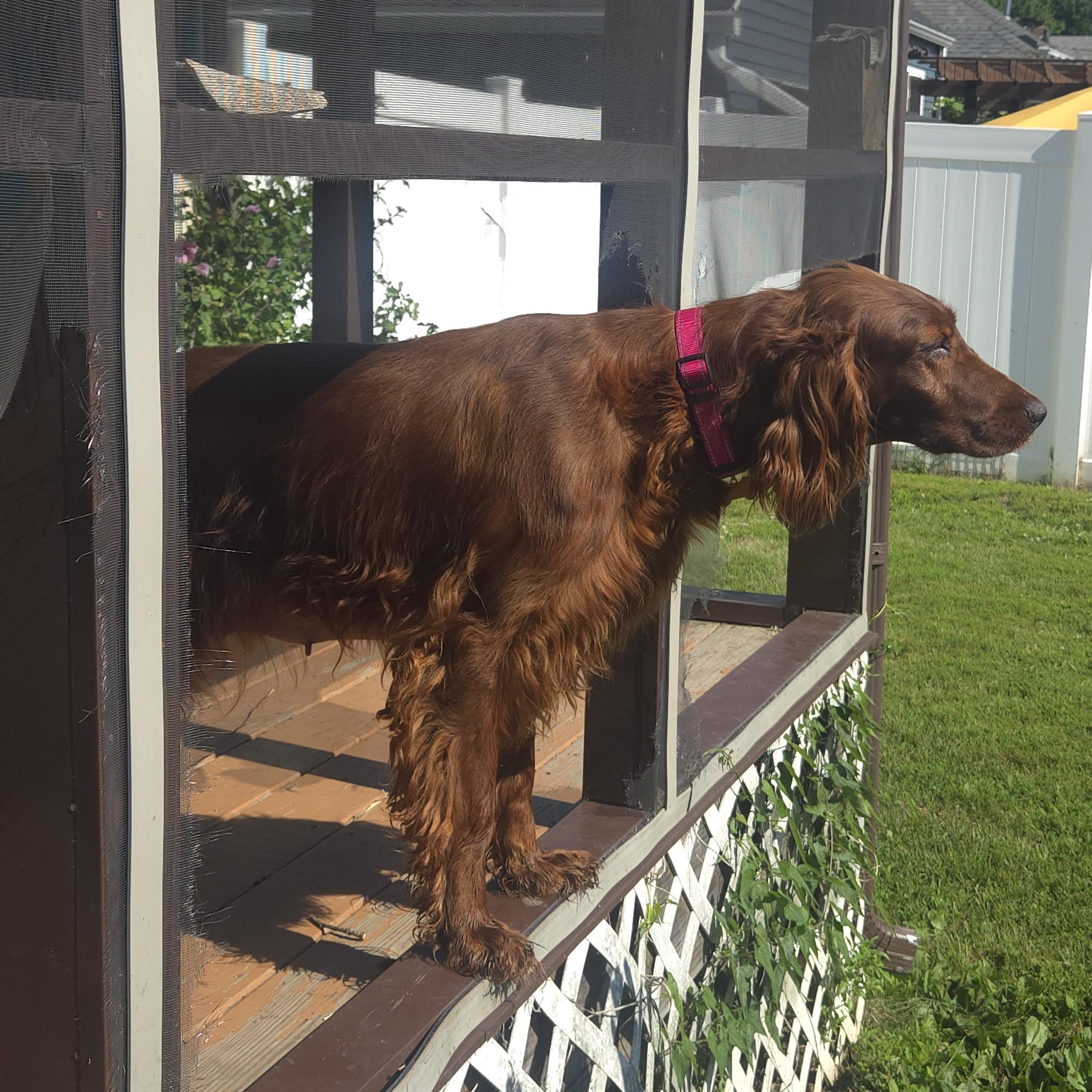 Enlarge Red, an adopted Irish Setter in Normal, IL image 4/5