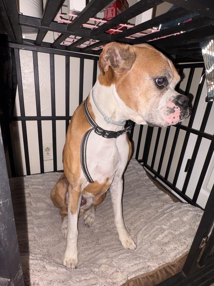 Bentley II, a Adoptable Boxer in Hewitt, TX image 1/3