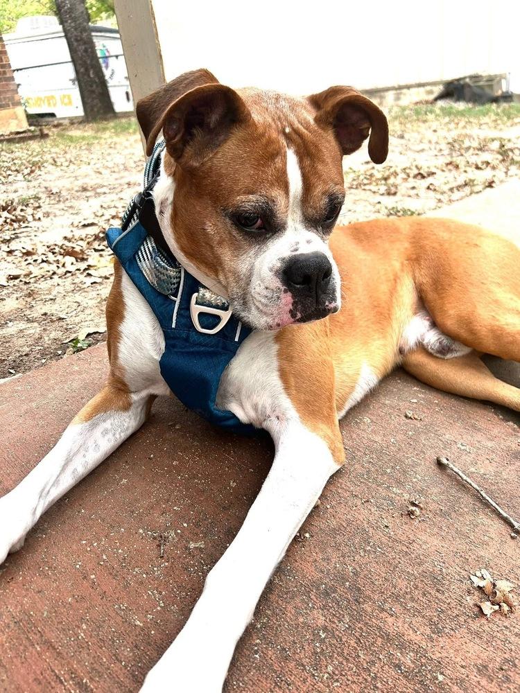 Bentley II, a Adoptable Boxer in Hewitt, TX image 2/3