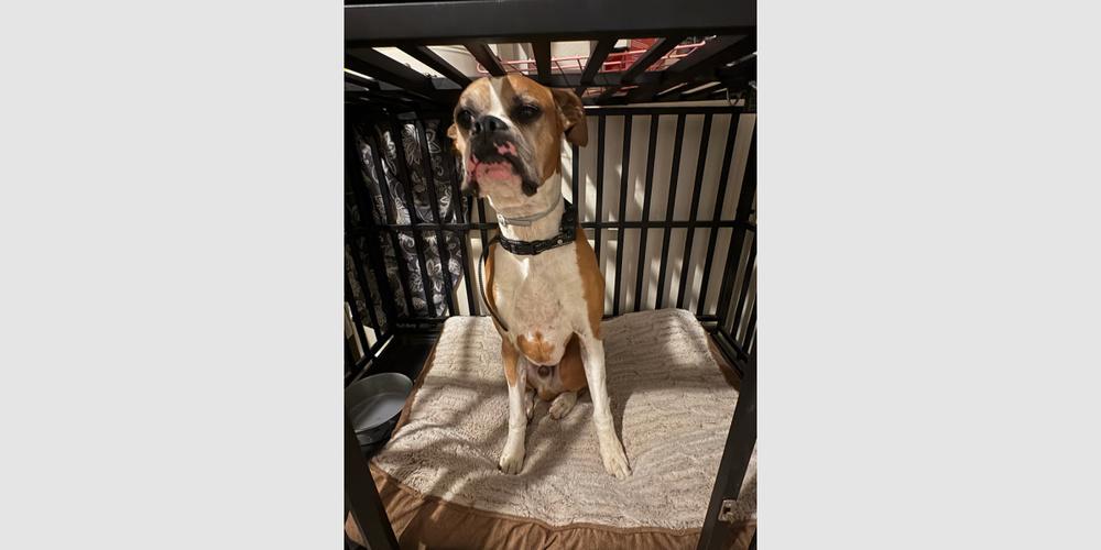 Bentley II, a Adoptable Boxer in Hewitt, TX image 3/3