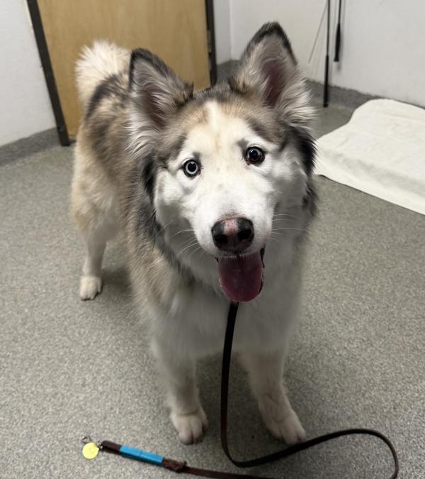Enlarge Argo, a Adoptable mixed breed in Escondido, CA image 1/2