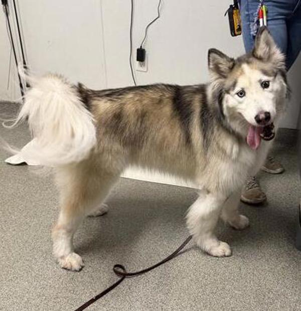 Enlarge Argo, a Adoptable mixed breed in Escondido, CA image 2/2