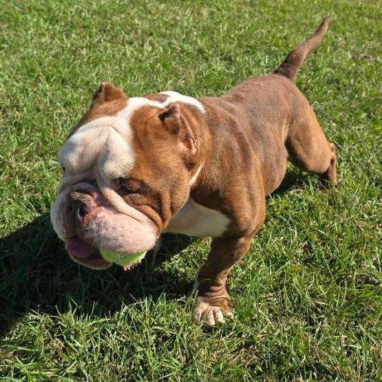 Enlarge Big Keith, a Adoptable mixed breed in Elizabeth City, NC image 1/5