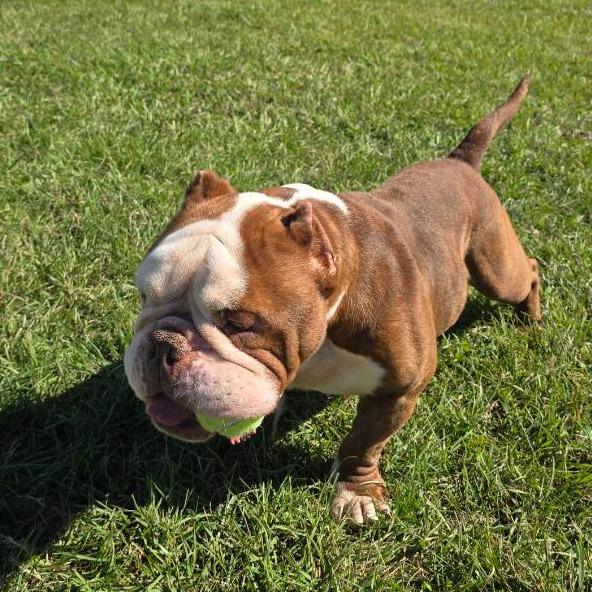 Enlarge Big Keith, a Adoptable mixed breed in Elizabeth City, NC image 2/5