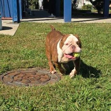 Enlarge Big Keith, a Adoptable mixed breed in Elizabeth City, NC image 3/5