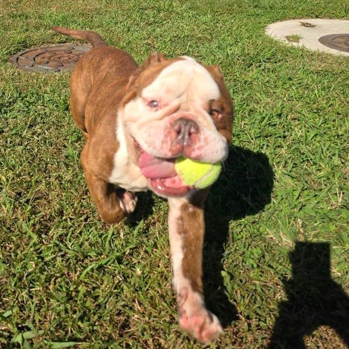 Enlarge Big Keith, a Adoptable mixed breed in Elizabeth City, NC image 4/5