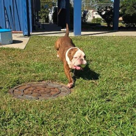 Enlarge Big Keith, a Adoptable mixed breed in Elizabeth City, NC image 5/5