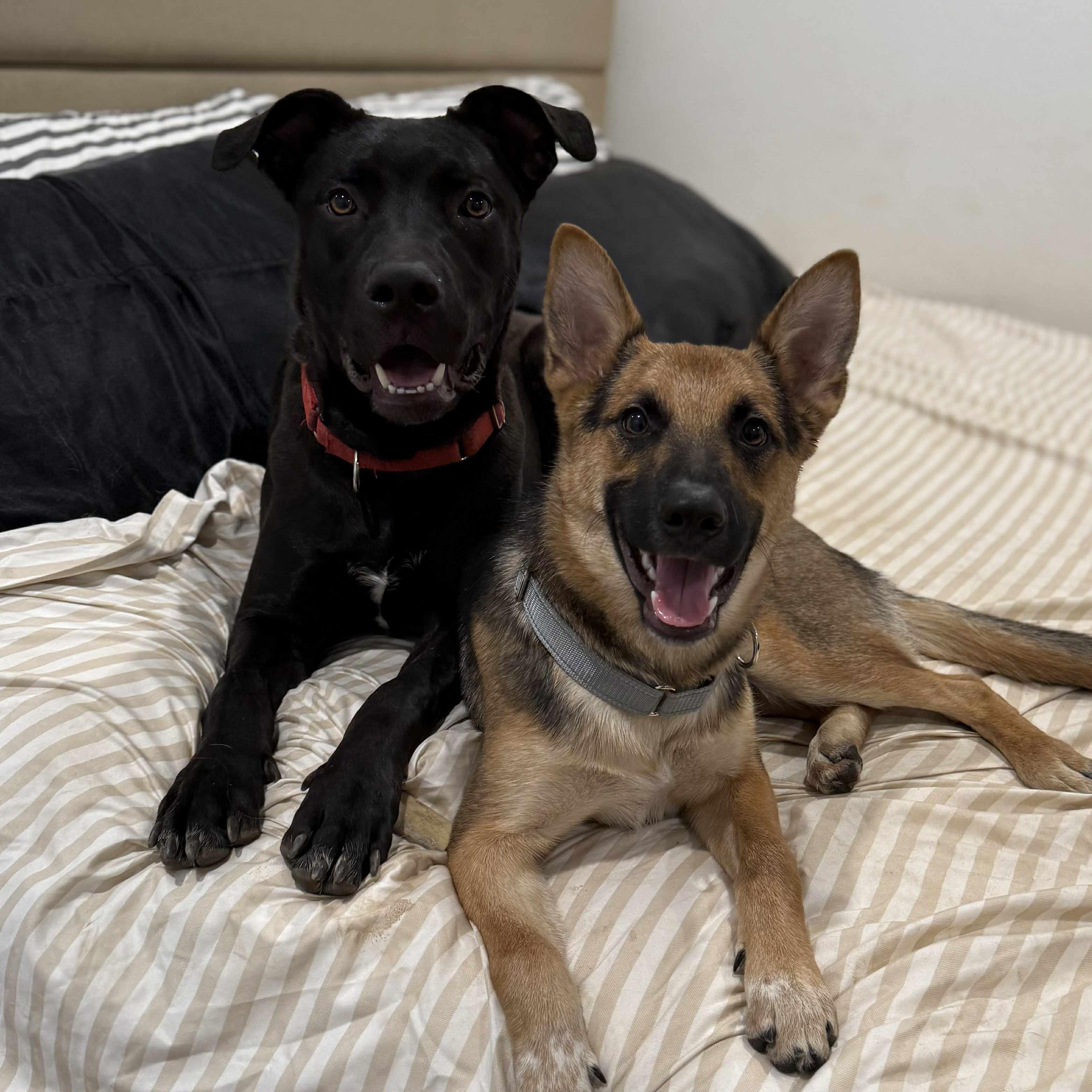 Enlarge Onyx - Handsome Pup Needs Foster - going through a training program!, a Adoptable mixed breed in Seattle, WA image 5/6