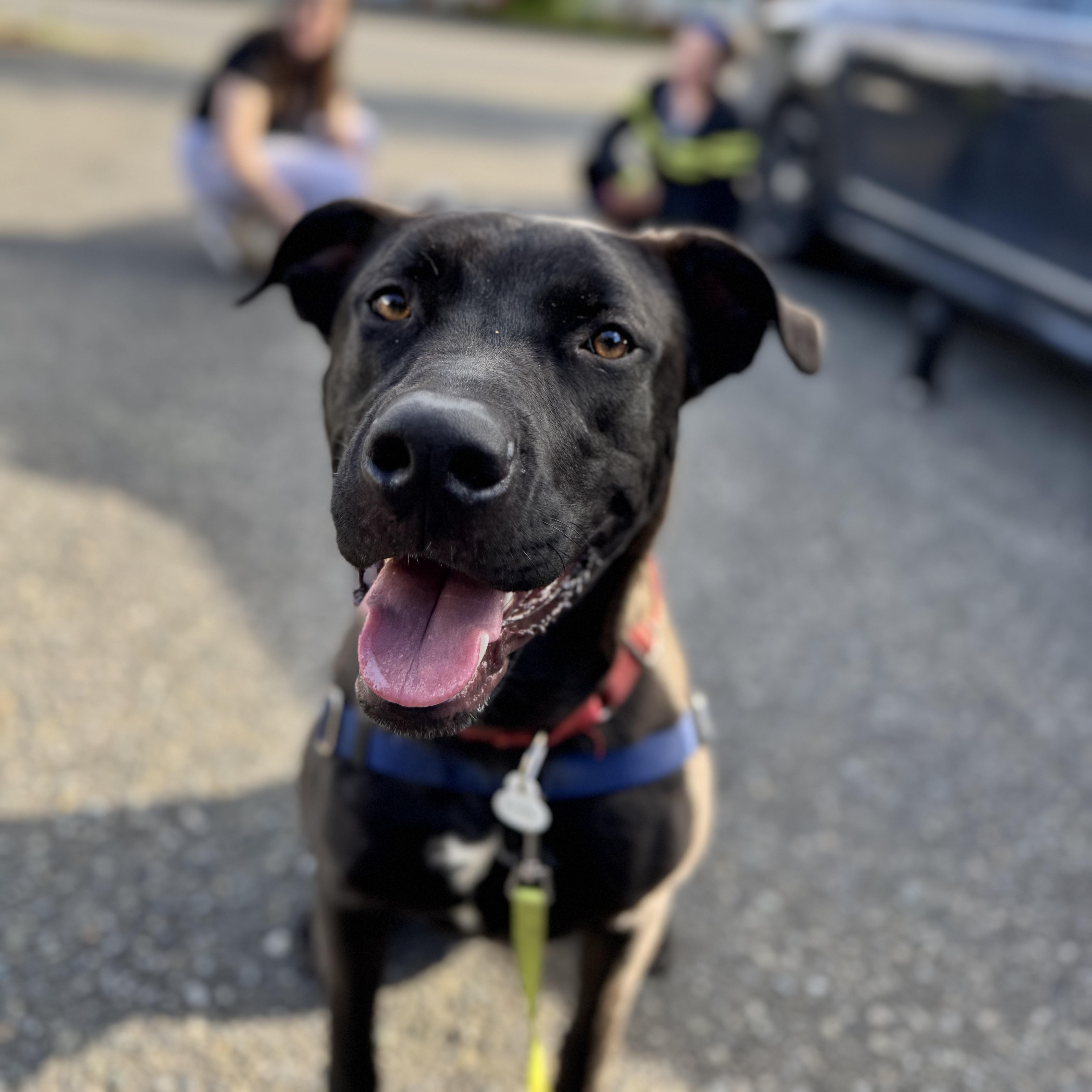 Onyx - Handsome Pup Needs Foster - going through a training program!, a Adoptable mixed breed in Seattle, WA image 1/6