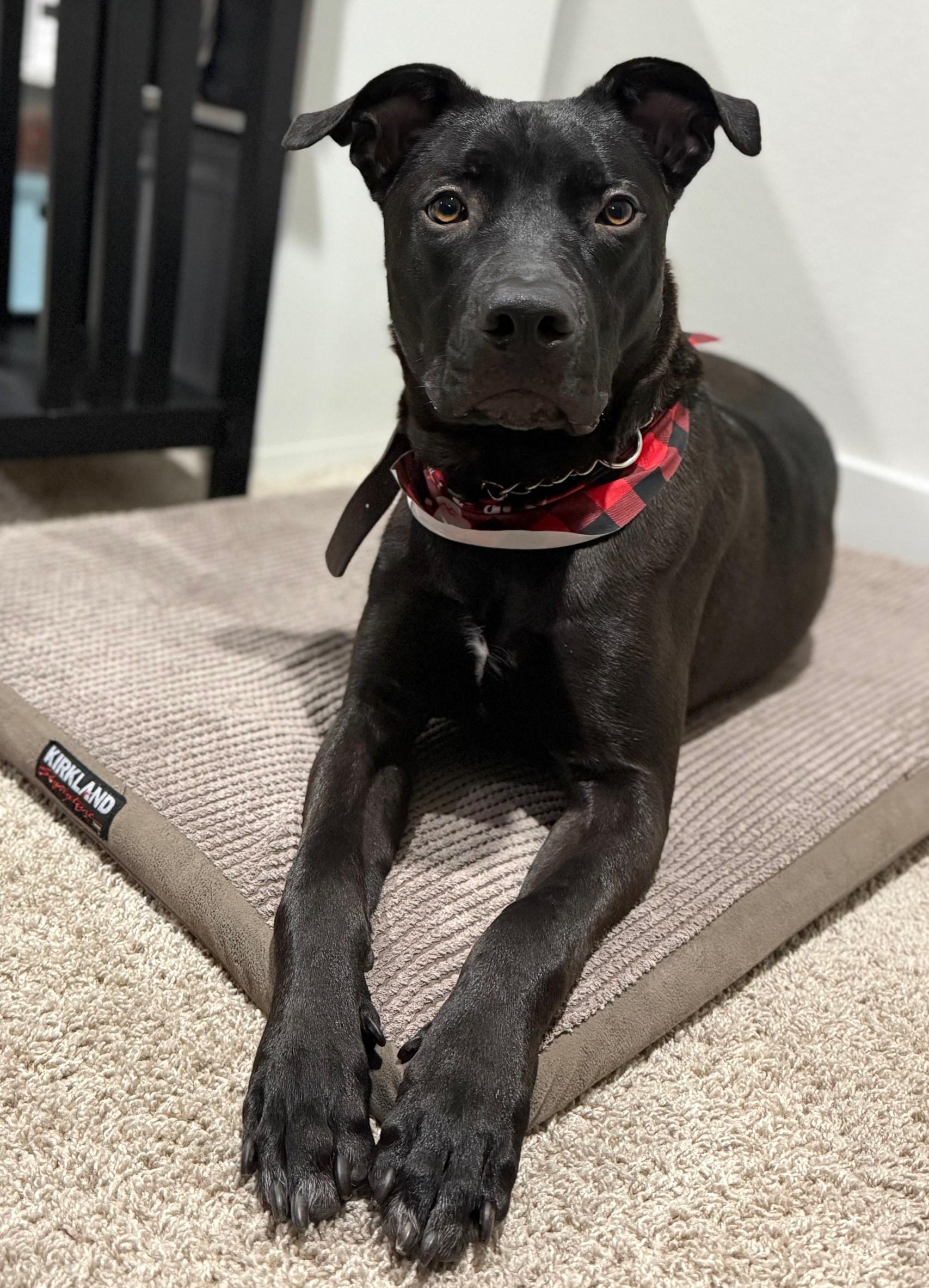 Enlarge Onyx - Handsome Pup Needs Foster - going through a training program!, a Adoptable mixed breed in Seattle, WA image 3/6