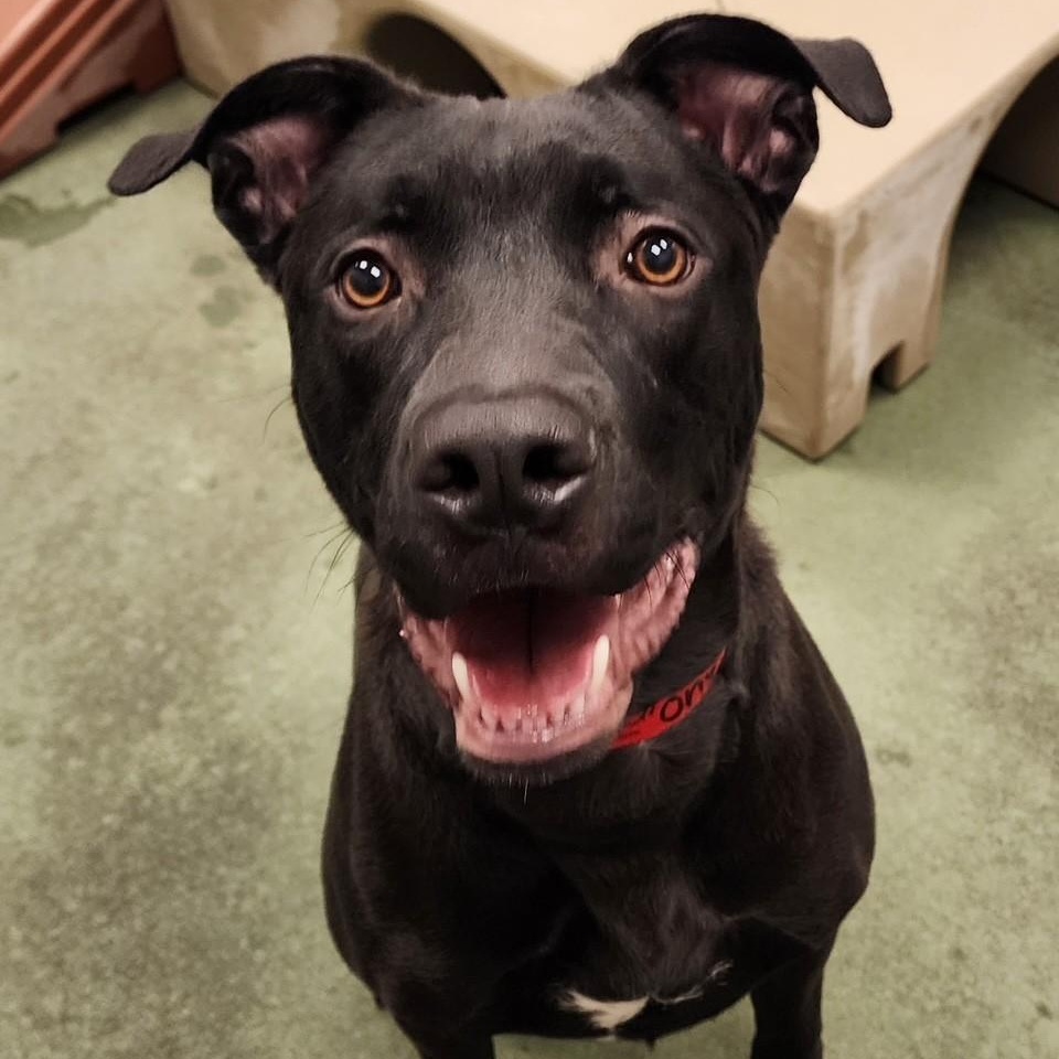 Enlarge Onyx - Handsome Pup Needs Foster - going through a training program!, a Adoptable mixed breed in Seattle, WA image 4/6