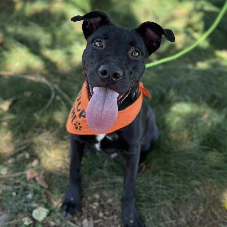 Enlarge Onyx - Handsome Pup Needs Foster - going through a training program!, a Adoptable mixed breed in Seattle, WA image 2/6