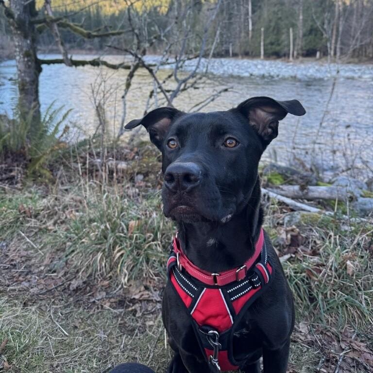 Onyx - Handsome Pup Needs Foster - going through a training program!, Adoptable, Young Male Black Labrador Retriever & Pit Bull Terrier.