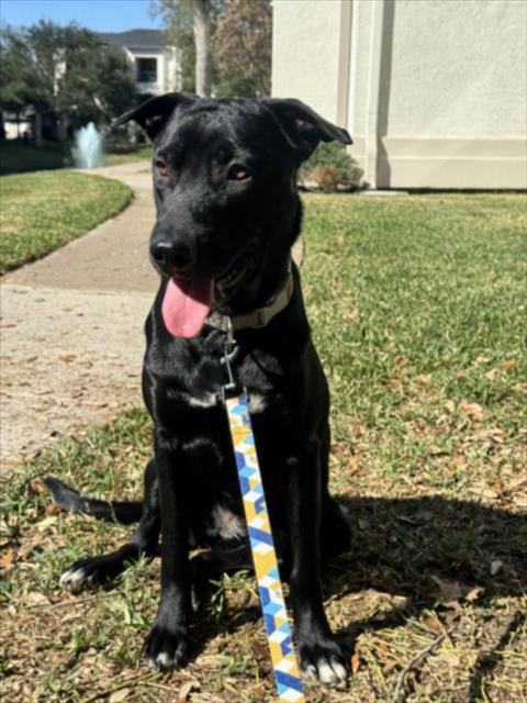 Enlarge SANDRA, a Adoptable mixed breed in Houston, TX image 1/1
