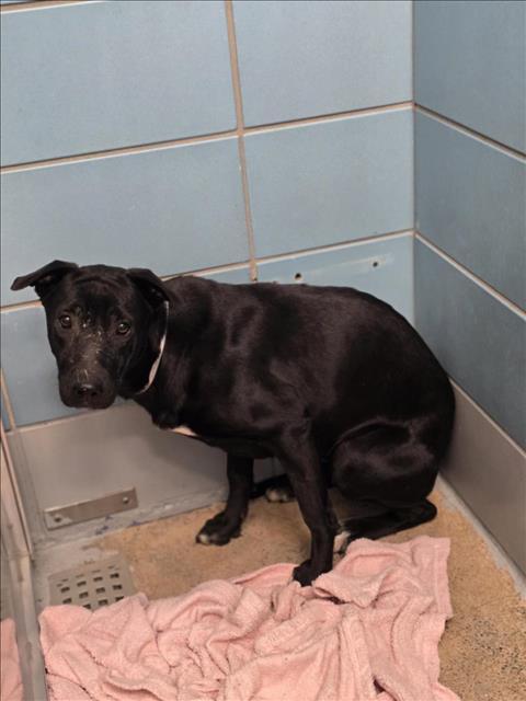 SANDRA, Adoptable, Young Female Staffordshire Bull Terrier & Mixed Breed.