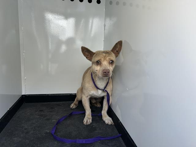 A251229, Adoptable, Young Male Chihuahua & Mixed Breed.