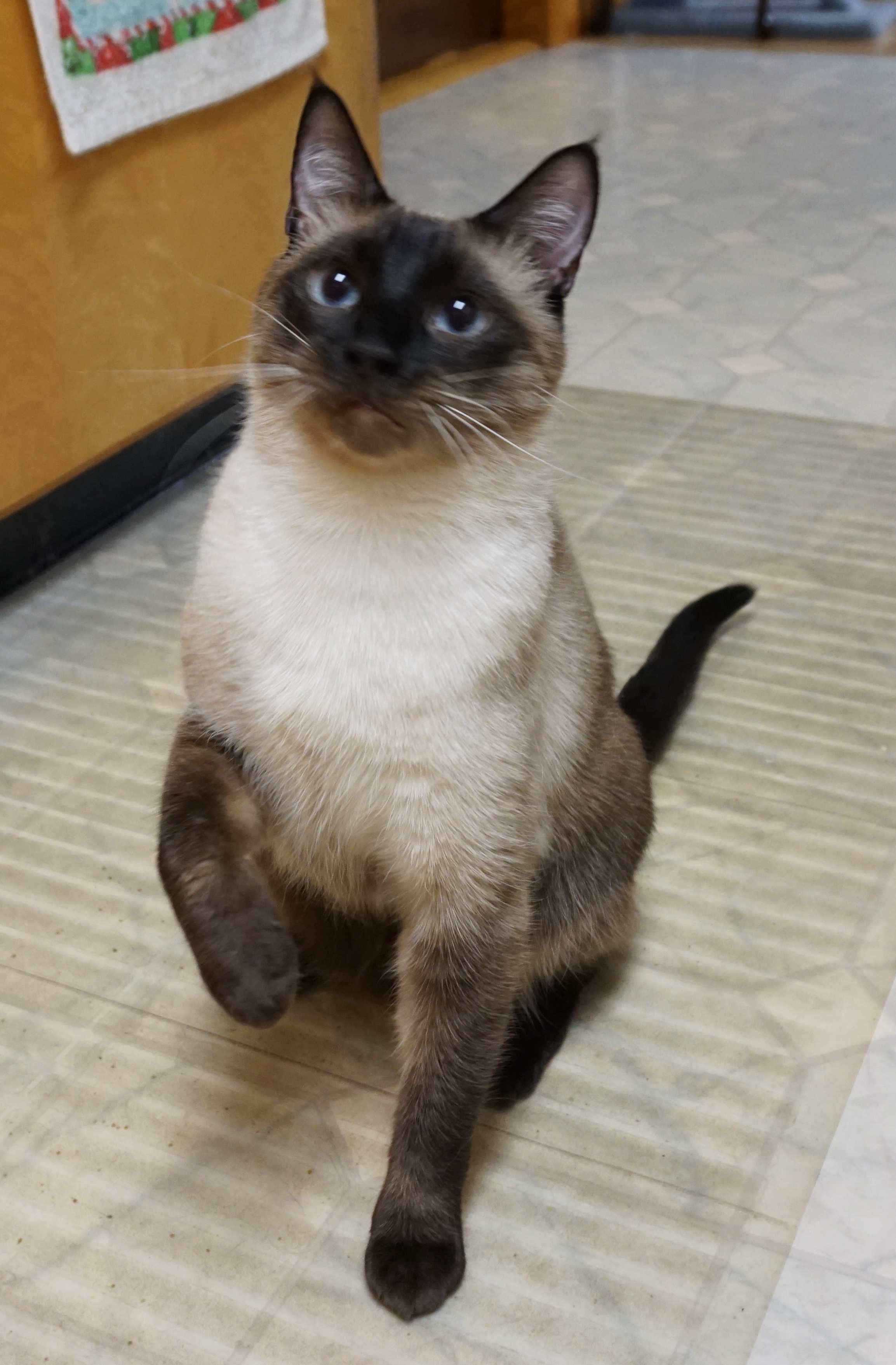 MINX, adopted, Adult Male Siamese.