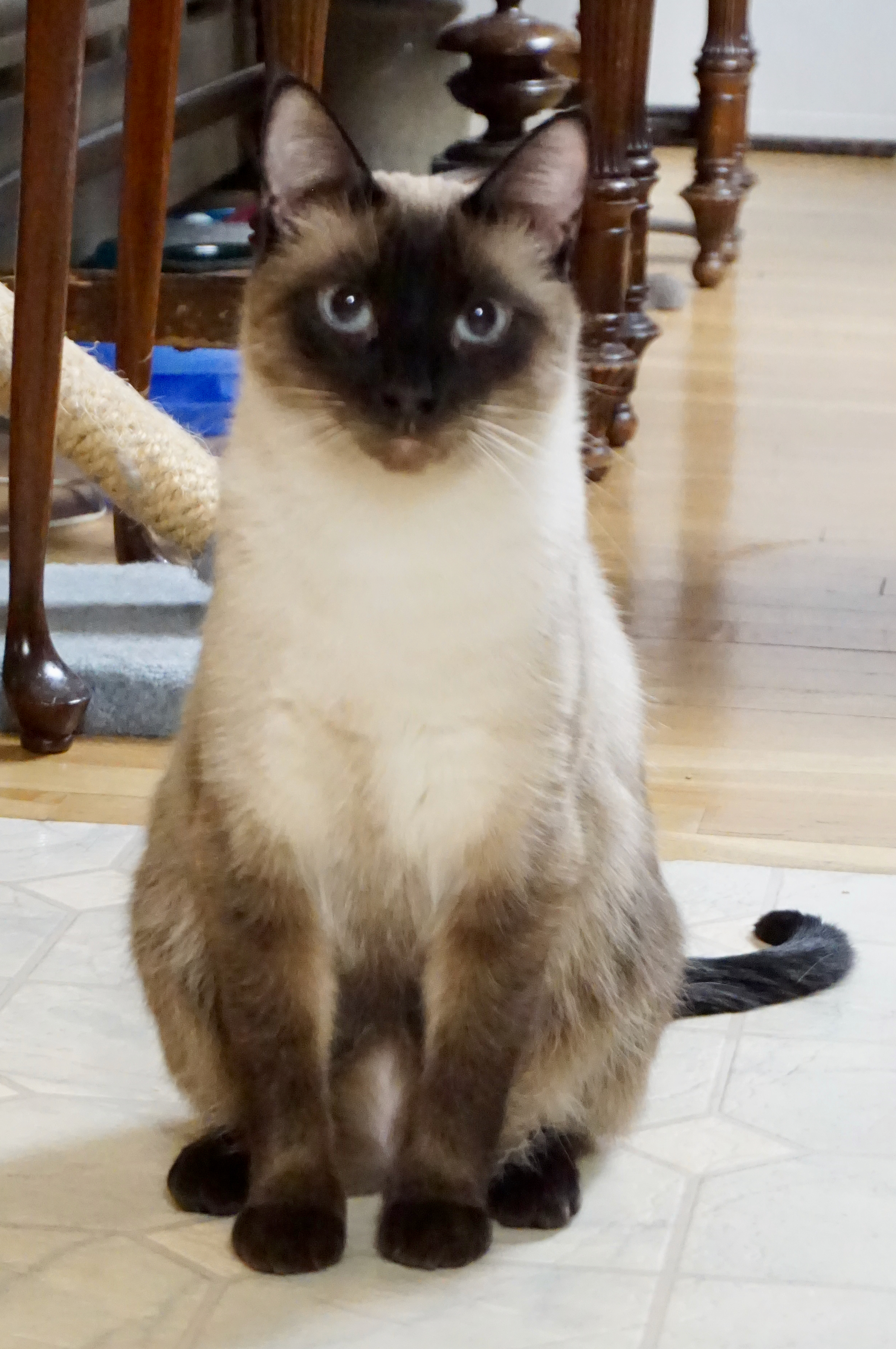 MINX, an adopted Siamese in Arlington, MA image 2/6