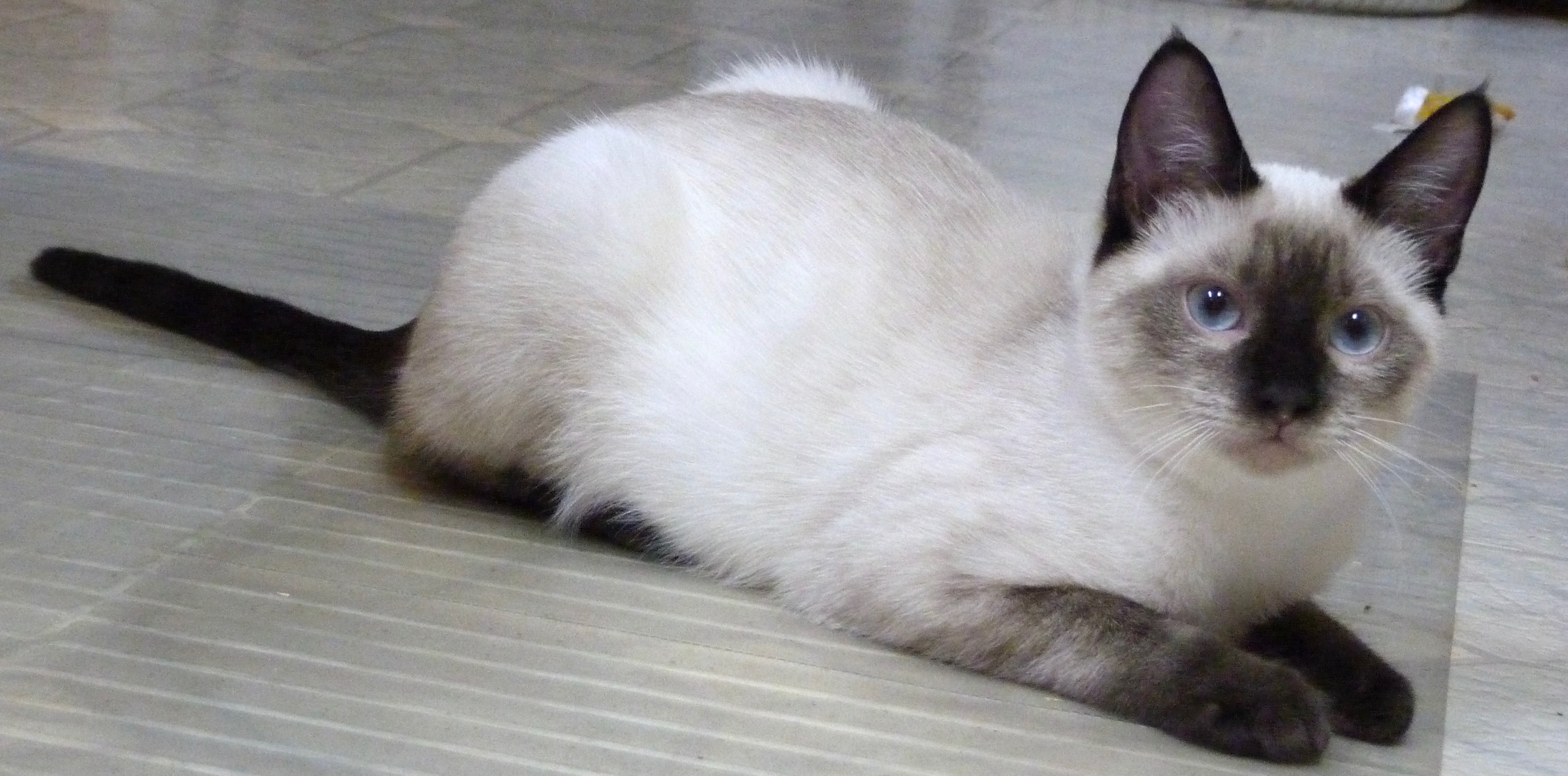 MINX, an adopted Siamese in Arlington, MA image 3/6