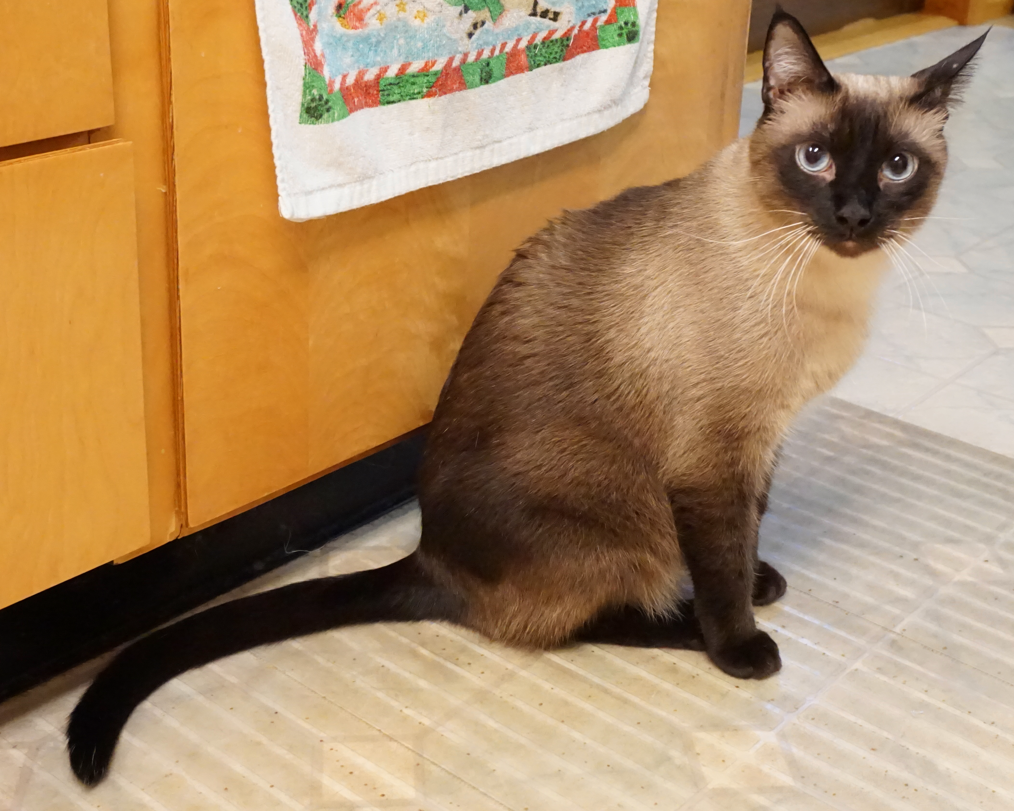 MINX, an adopted Siamese in Arlington, MA image 4/6
