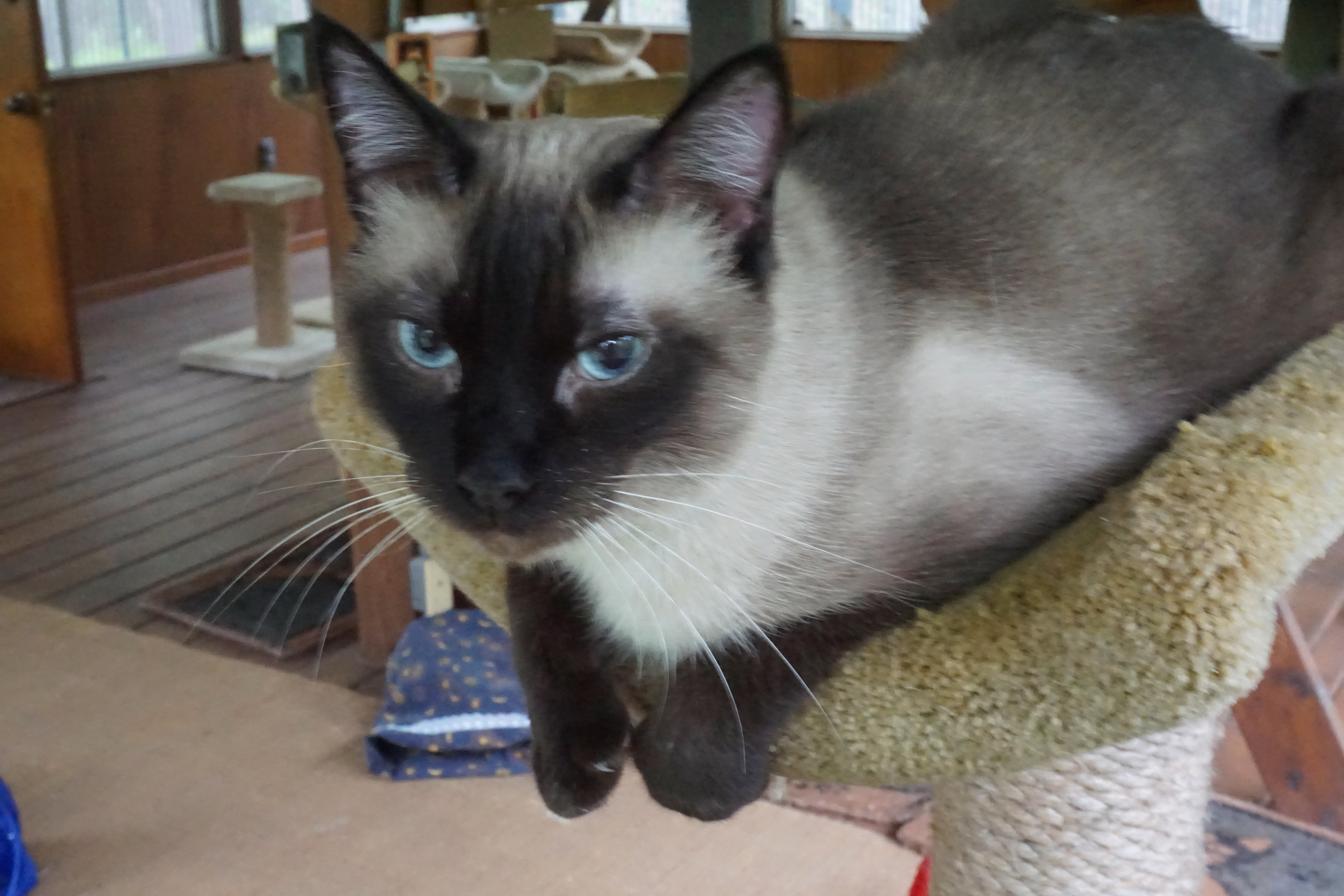 MINX, an adopted Siamese in Arlington, MA image 5/6