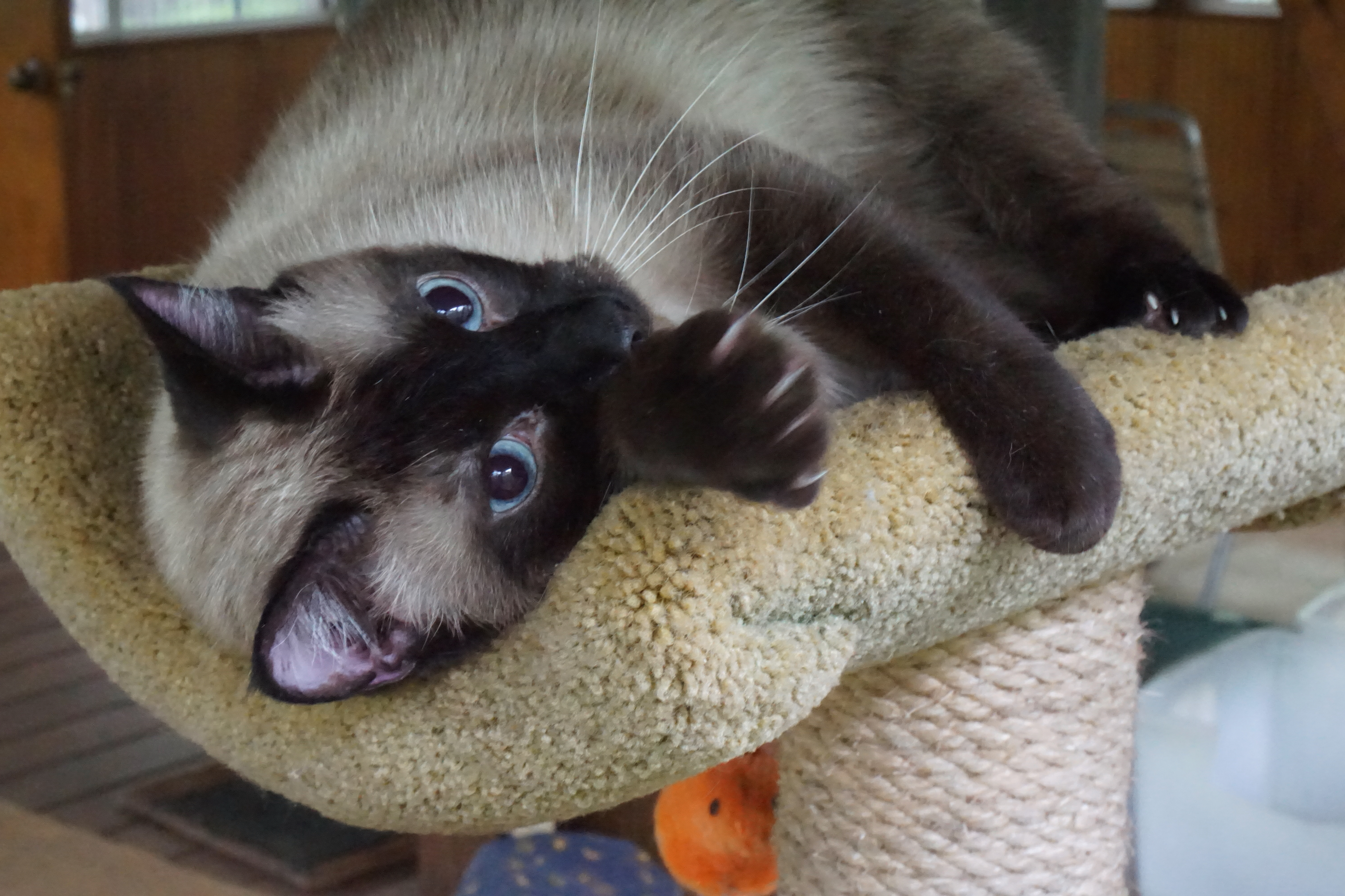 MINX, an adopted Siamese in Arlington, MA image 6/6