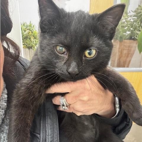 Enlarge Quinn, a ADOPTABLE Domestic Short Hair in Hutchinson, MN image 2/4