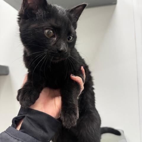 Enlarge Quinn, a ADOPTABLE Domestic Short Hair in Hutchinson, MN image 3/4