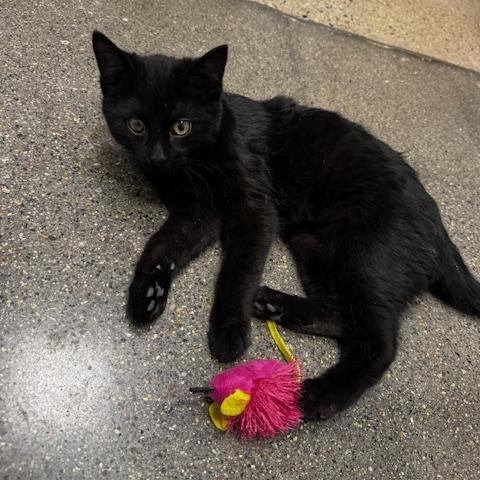 Quinn, ADOPTABLE, Kitten Male Domestic Short Hair.