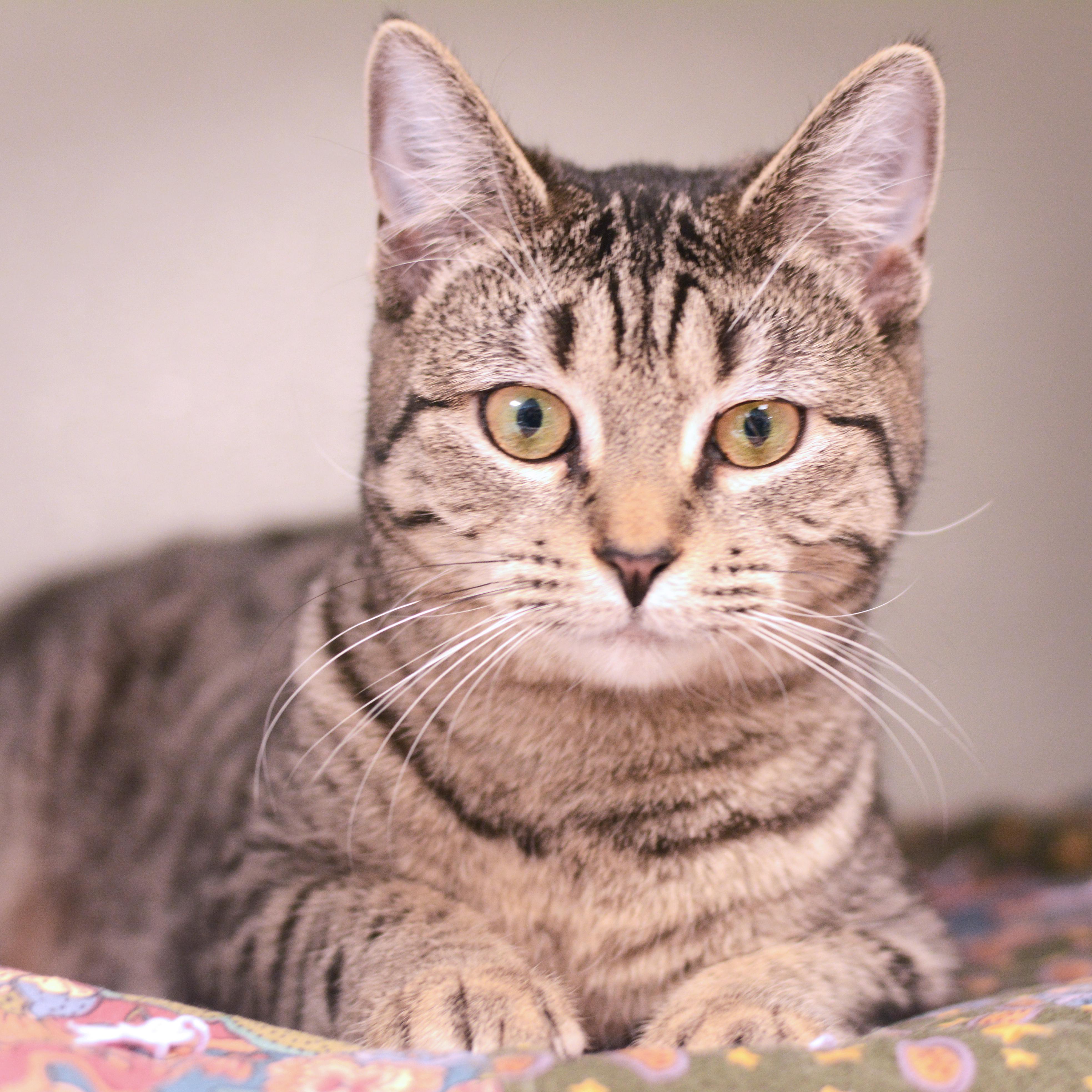 Enlarge Tagalong, a Adoptable Domestic Short Hair in Amsterdam, NY image 1/1
