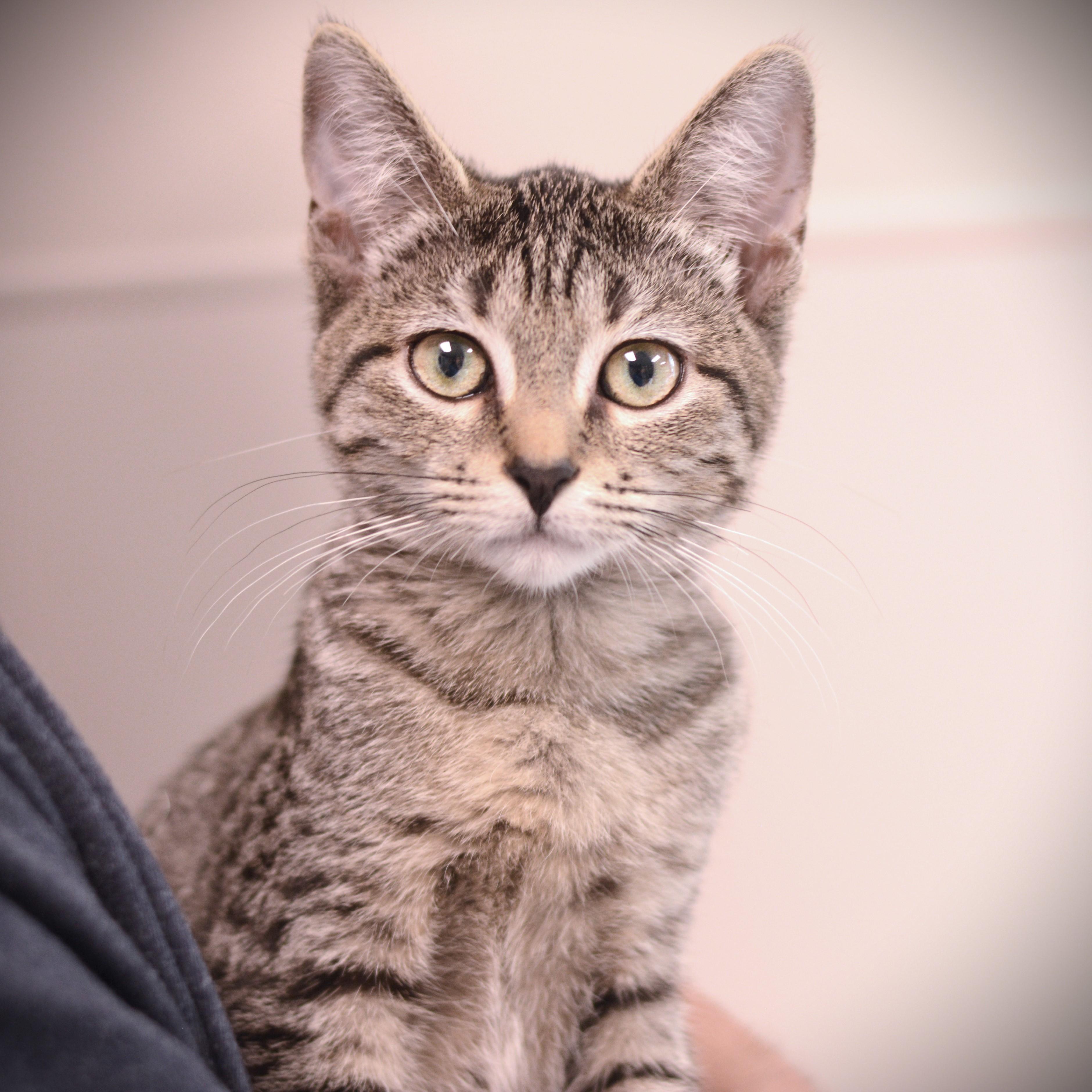 Enlarge Tagalong, a Adoptable Domestic Short Hair in Amsterdam, NY image 1/1