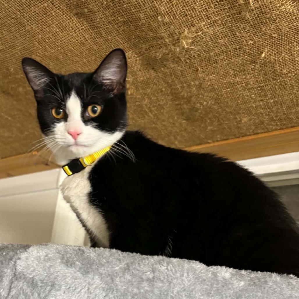 Enlarge Norma Jean, a Adoptable Domestic Short Hair in FAIRWAY, KS image 1/3
