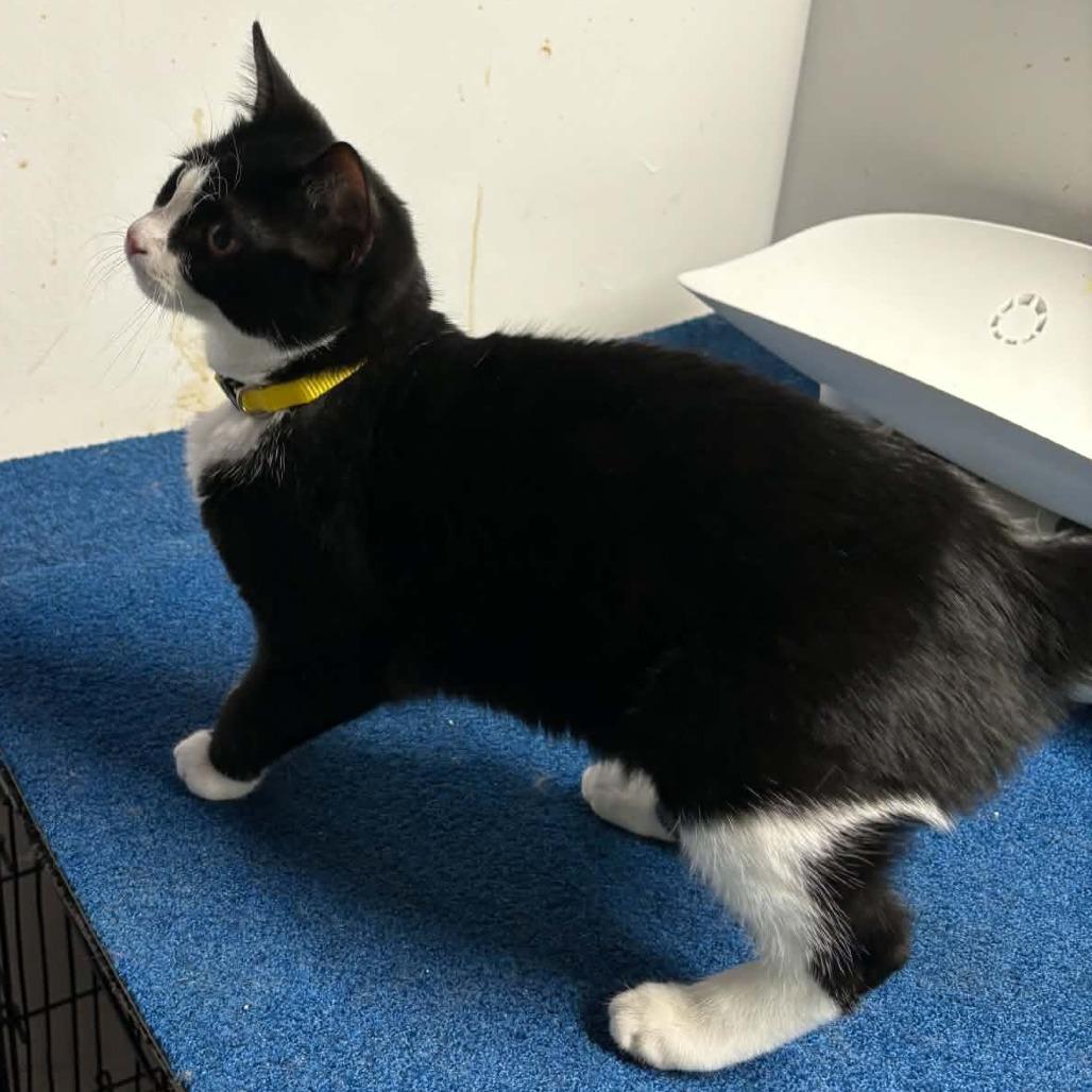 Enlarge Norma Jean, a Adoptable Domestic Short Hair in FAIRWAY, KS image 2/3