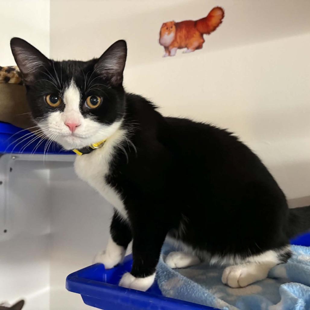 Enlarge Norma Jean, a Adoptable Domestic Short Hair in FAIRWAY, KS image 3/3