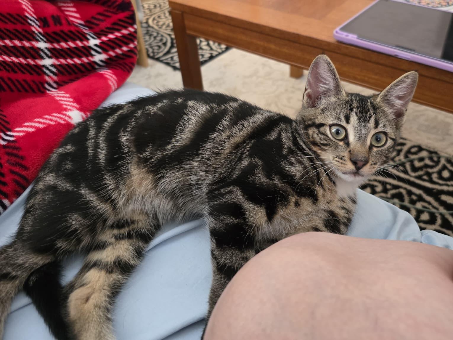 Enlarge Idly, a Adoptable American Shorthair in Highland Park, NJ image 2/6