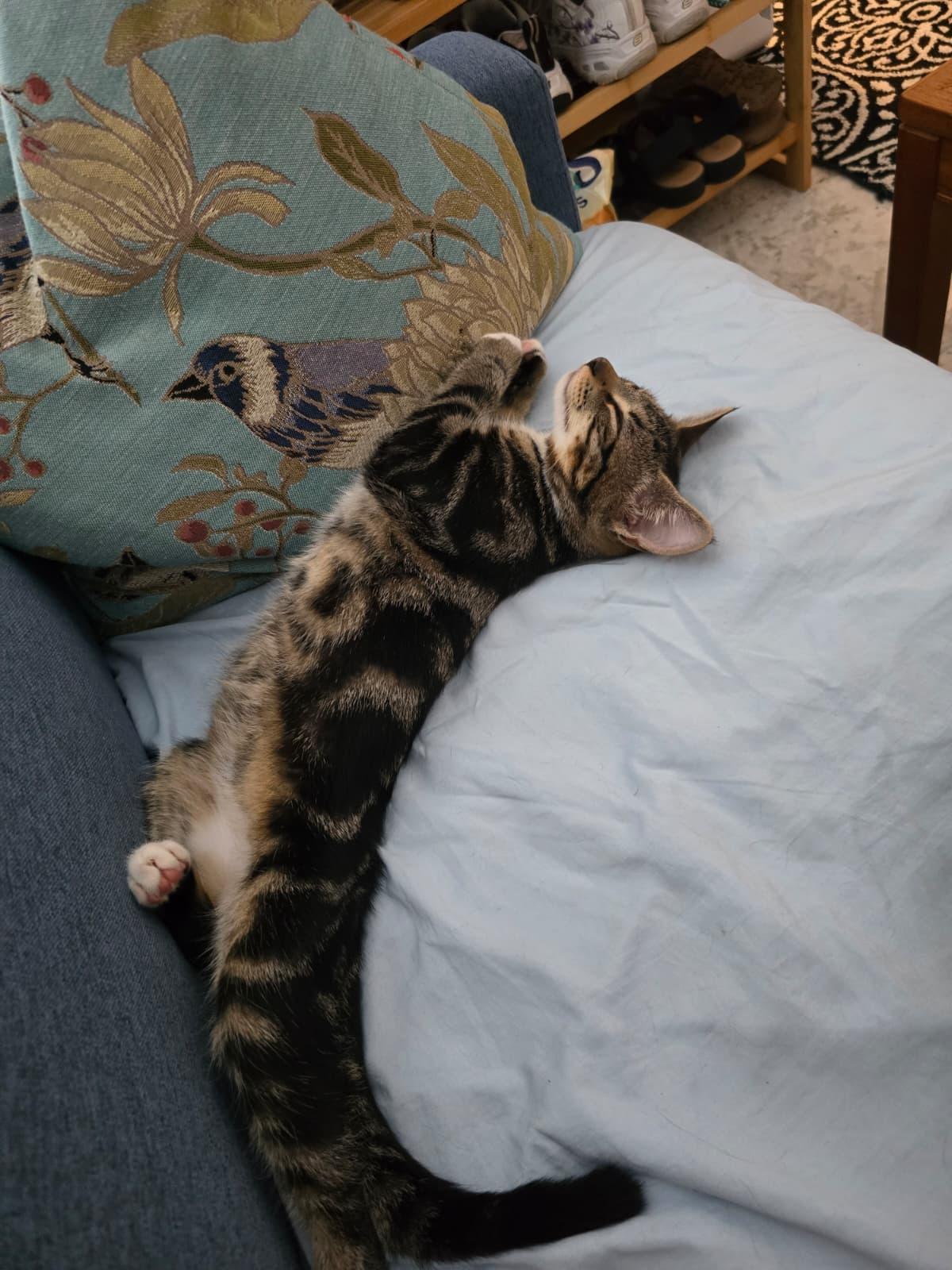Enlarge Idly, a Adoptable American Shorthair in Highland Park, NJ image 5/6