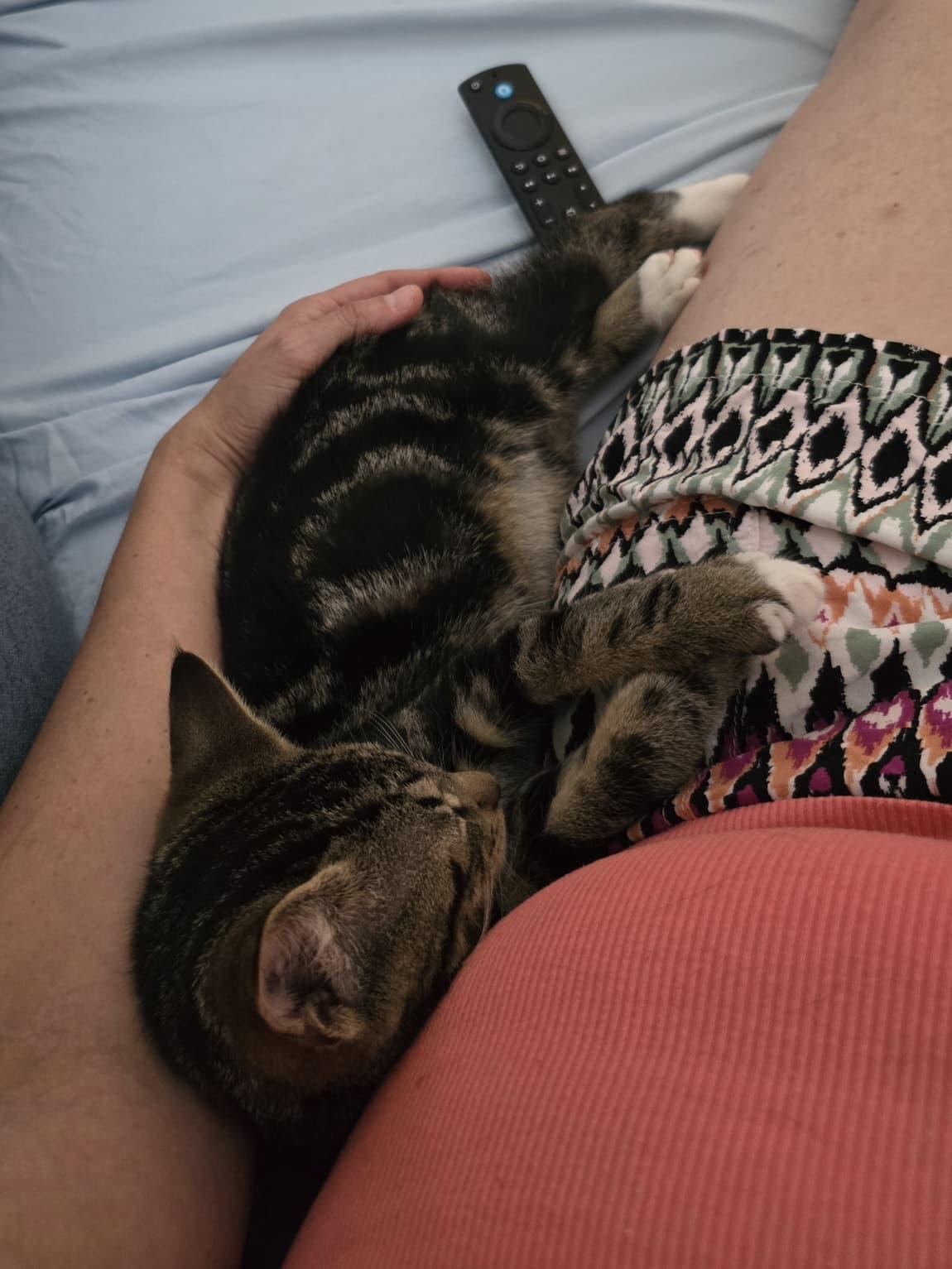 Enlarge Idly, a Adoptable American Shorthair in Highland Park, NJ image 3/6